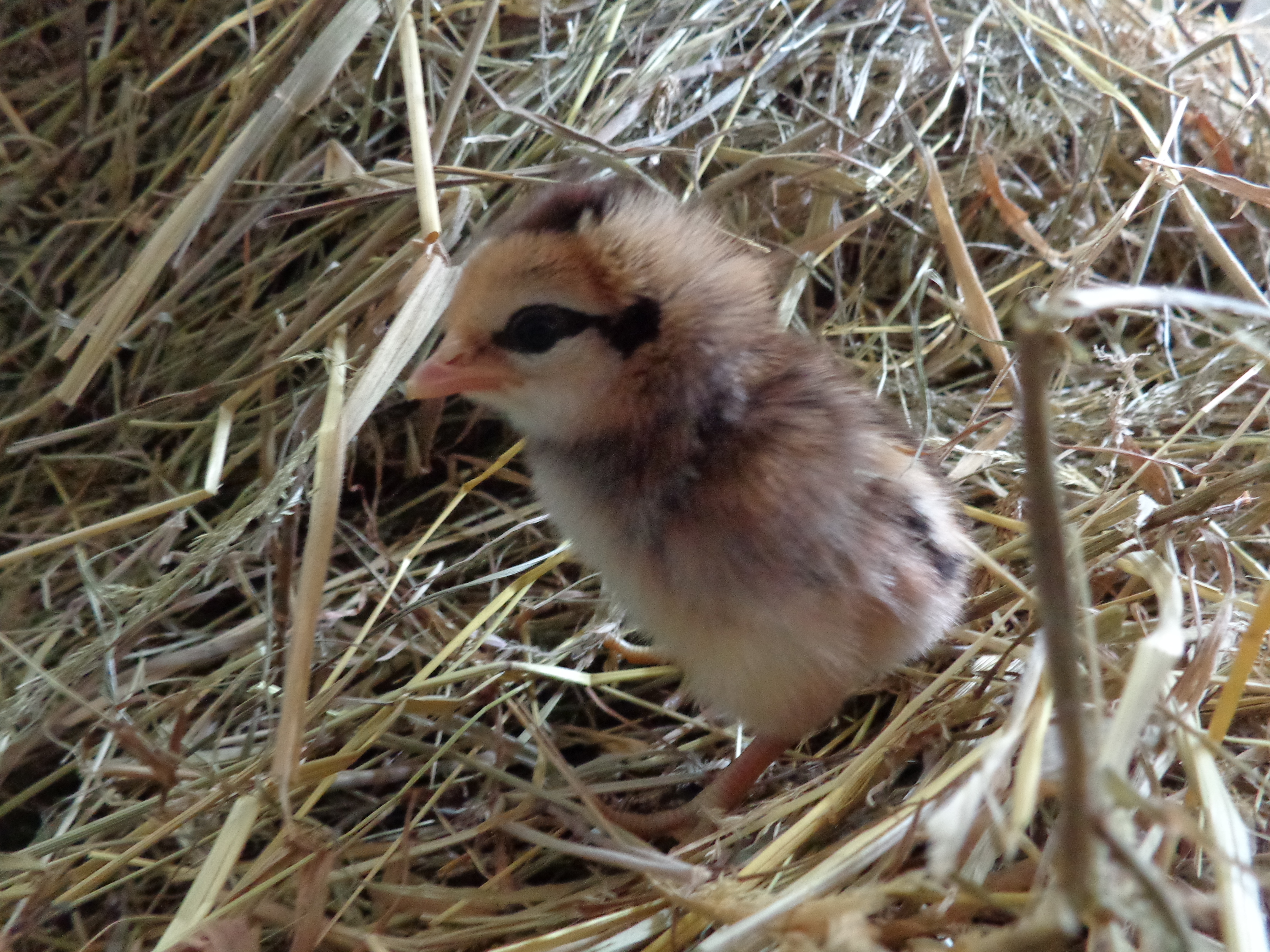 Heres a other little oddball. I think this one will be grey. We have seven in all :) yay.