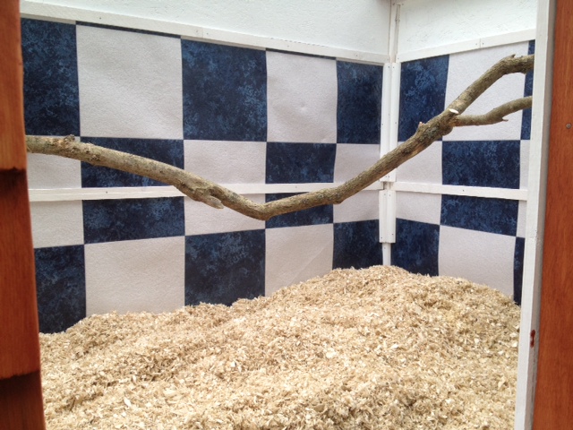 Here's a peek into the henhose through the human access door.  We used vinyl flooring for the floor and walls of the coop to make it easier to clean. The inside is osb painted with white  glossy enamel paint, and the roosting bar is from a lilac tree that we needed to remove in the spot where the coop now sits.