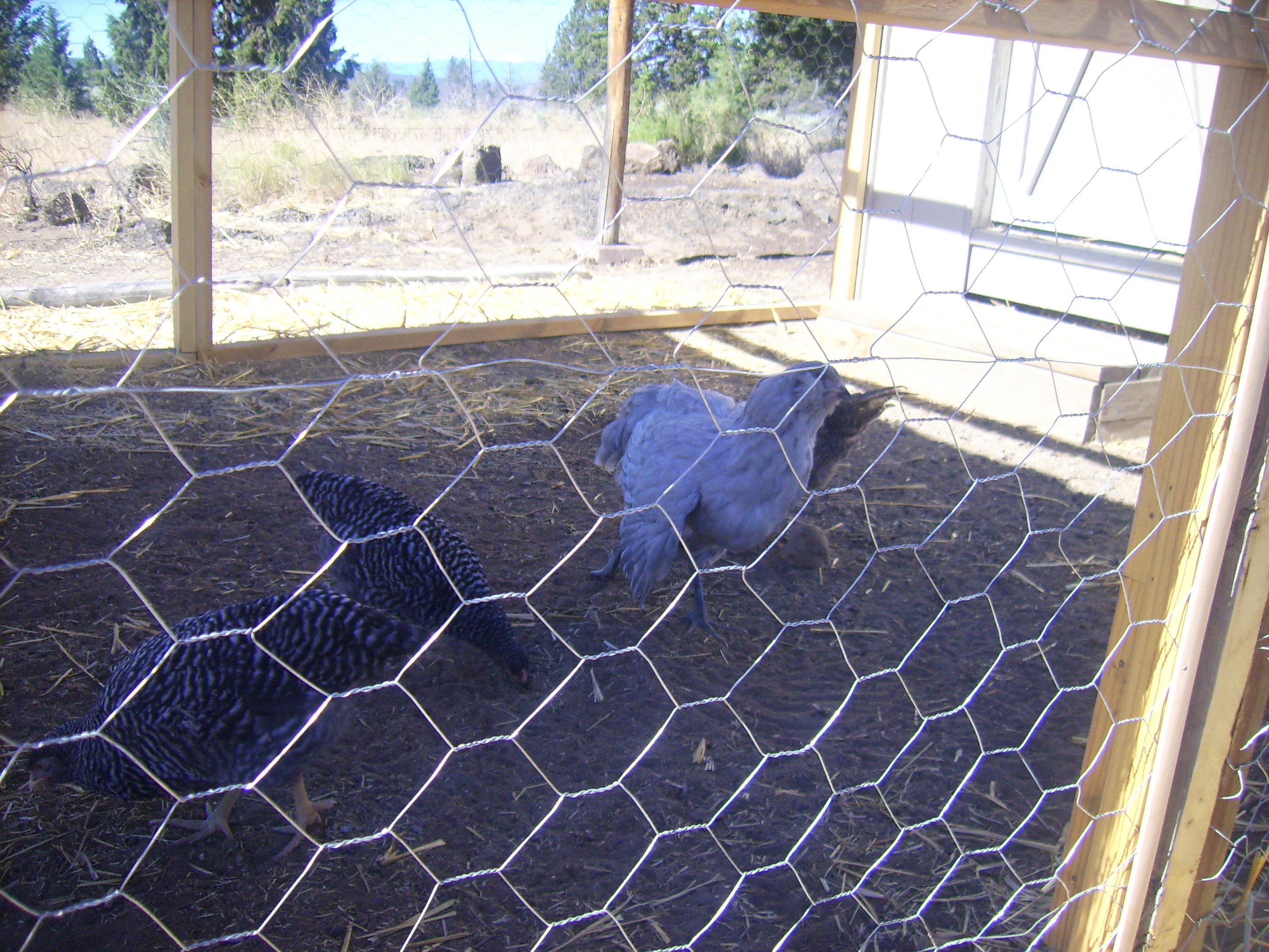 Here's a photo of the diverse bunch. I ended up getting 4 chickens, just enough for a dozen eggs.