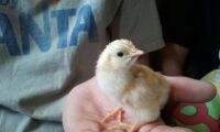 Heres a pic of my chickie:)