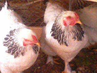 Heres a Picture Of My Light Brahmas