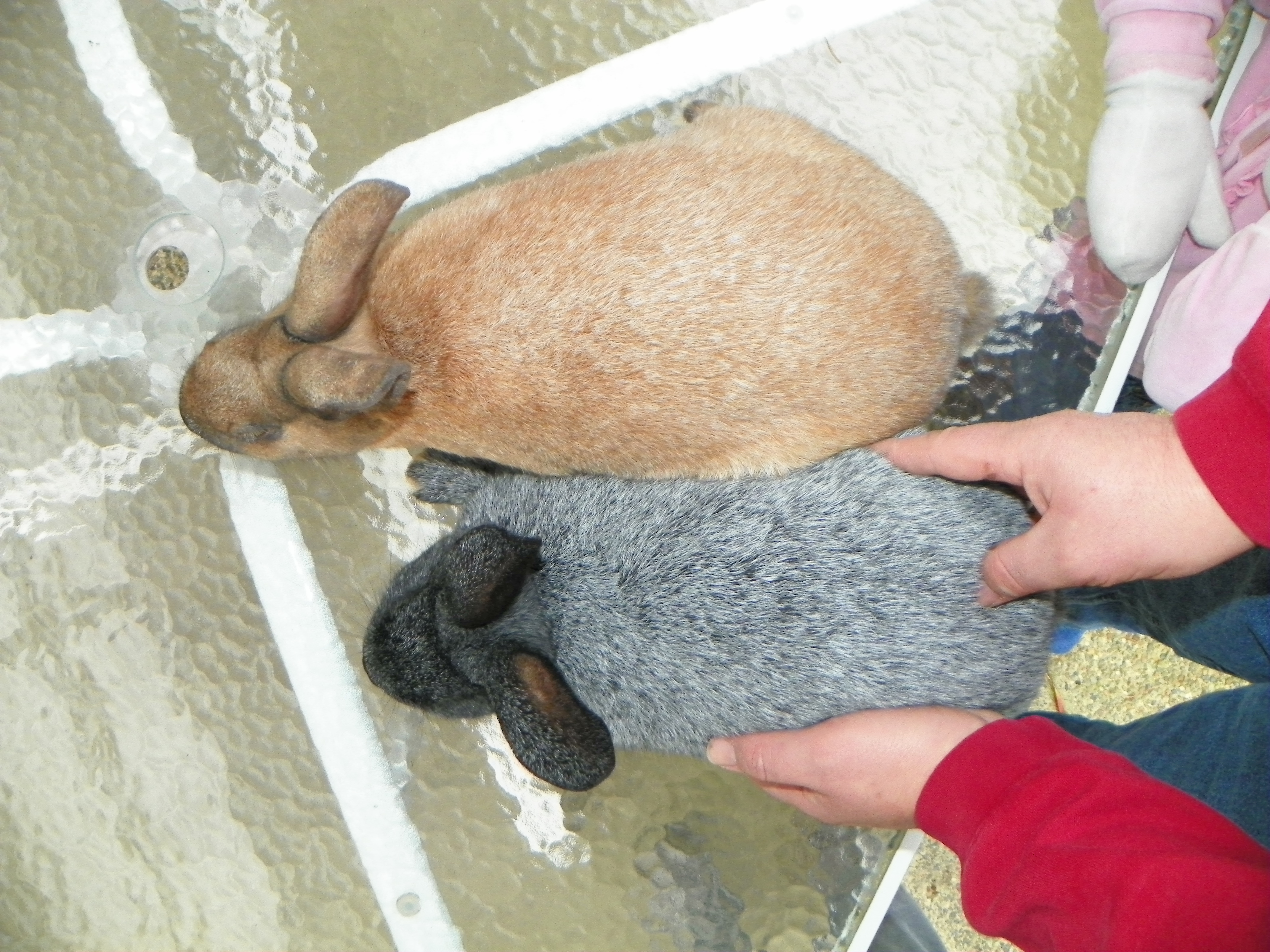 here's an example of the color variants in the NZ x Champagne: