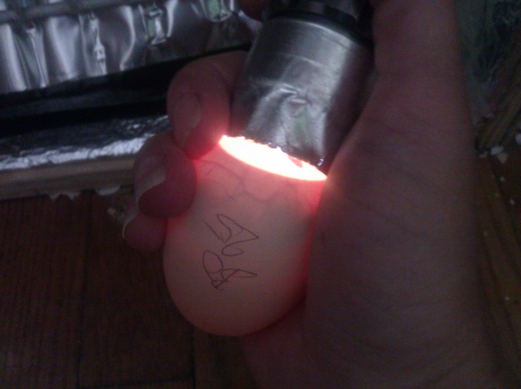 Here's another, at day 11. It's looking great, albeit a bit lumpy. The dark spots might seem negative, but AGAIN: no smell or weeping means hold of on judgment. The image isn't clear, but it is a long, narrow egg, and the air cell size is appropriate for the time spent incubating so far.