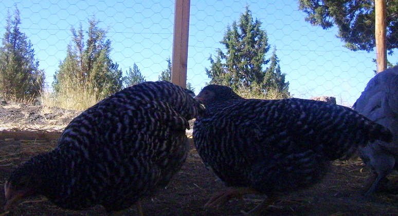 Here's another photo of Lena and Aela.