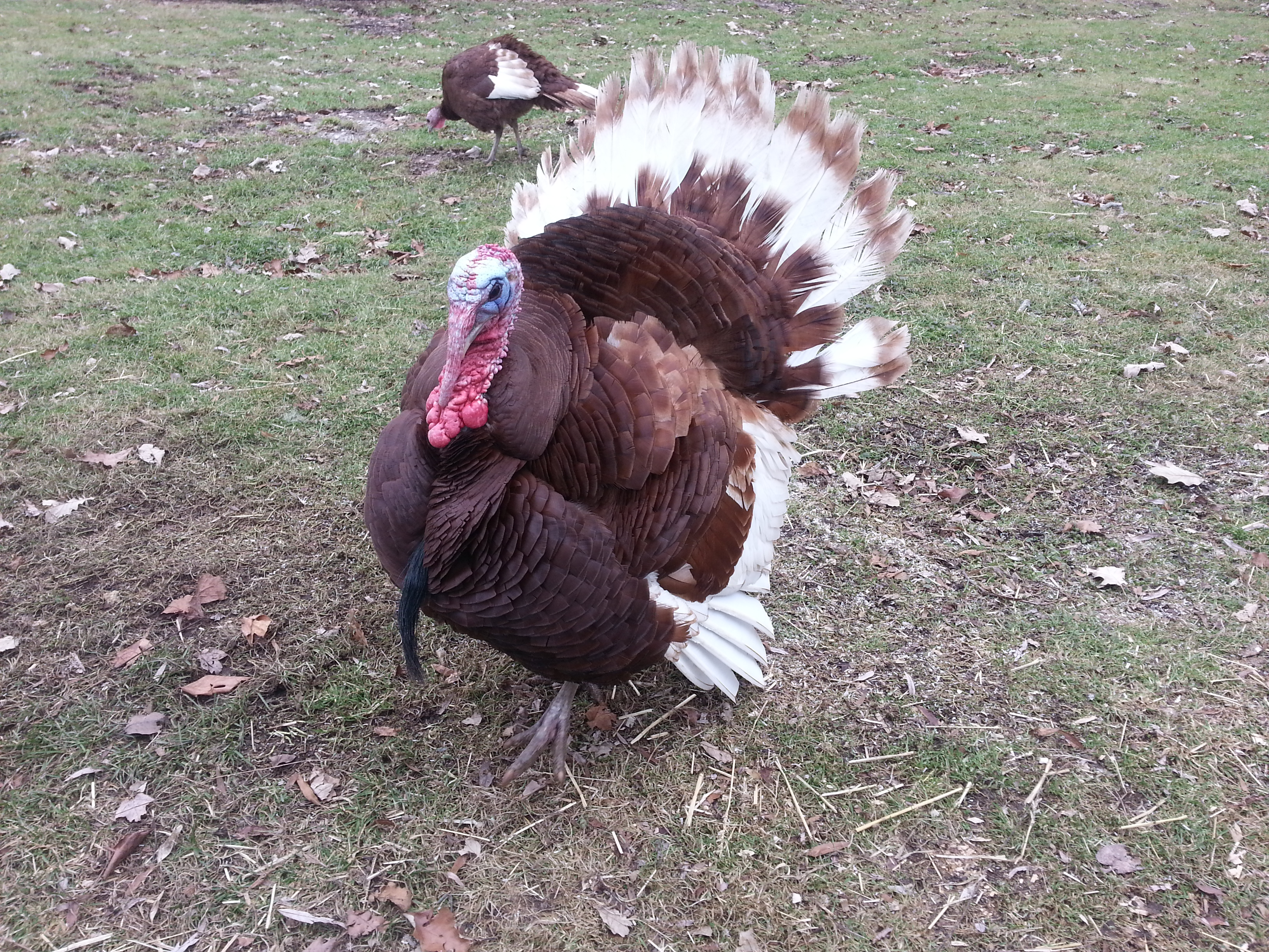Here's Blue - our Bourbon Red who thinks he is one of the chickens!