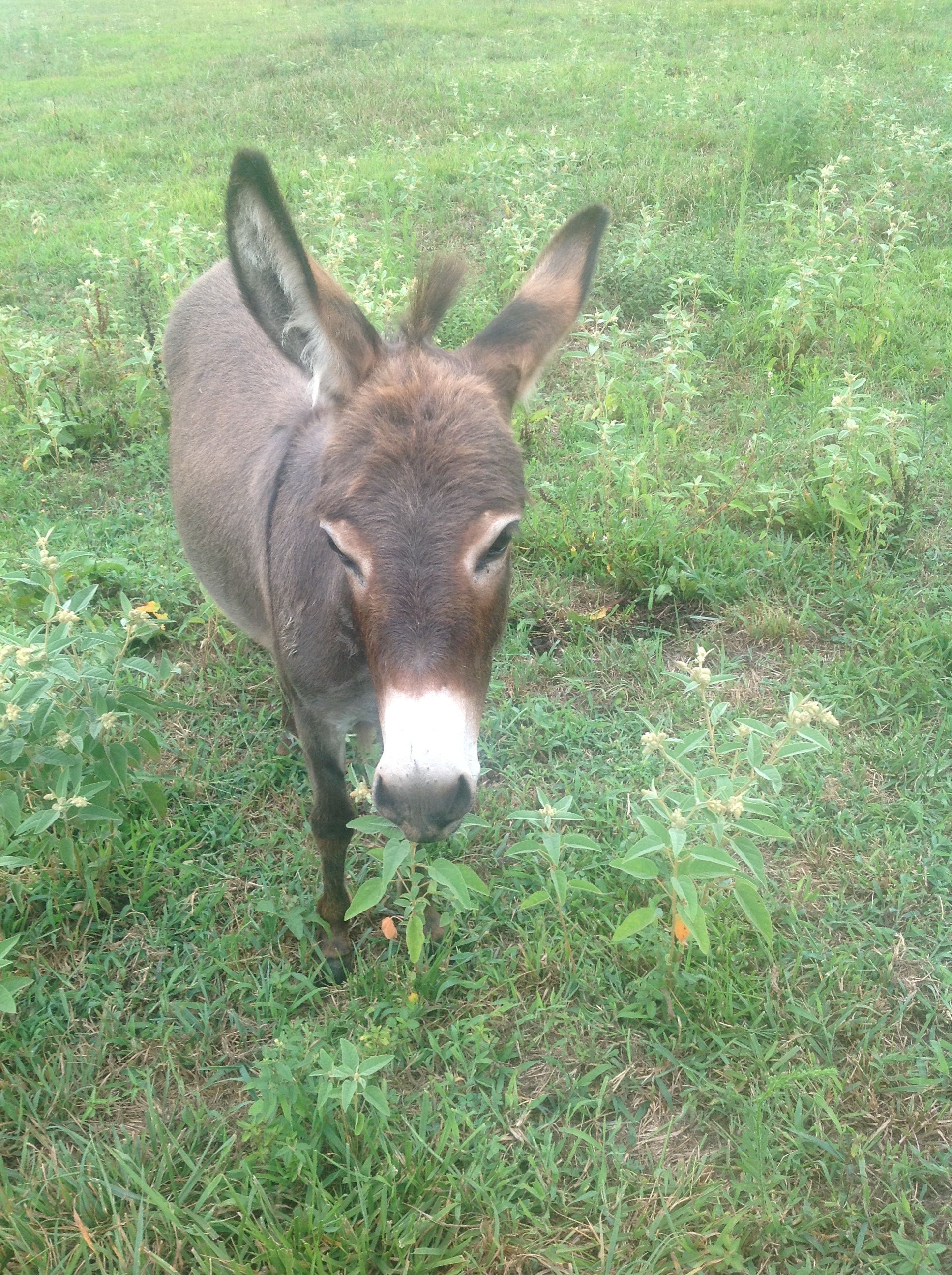Here's Coco, my mimi donkey.
