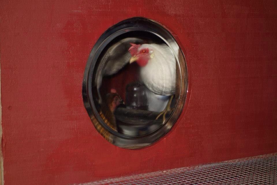 Here's Marilyn the white leghorn at one of the window seats.