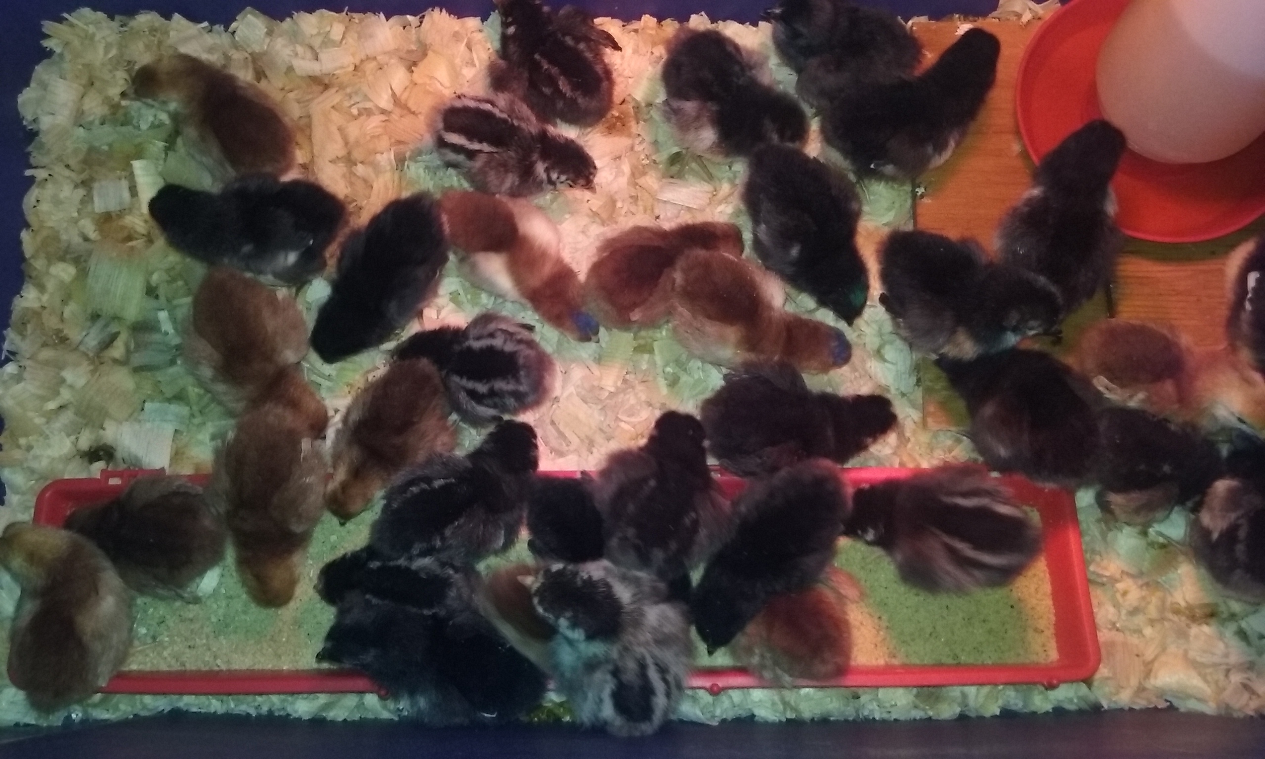 Here's more of the silver laced Wyandottes, Dark Rhode Island Reds,and Black Australorps.