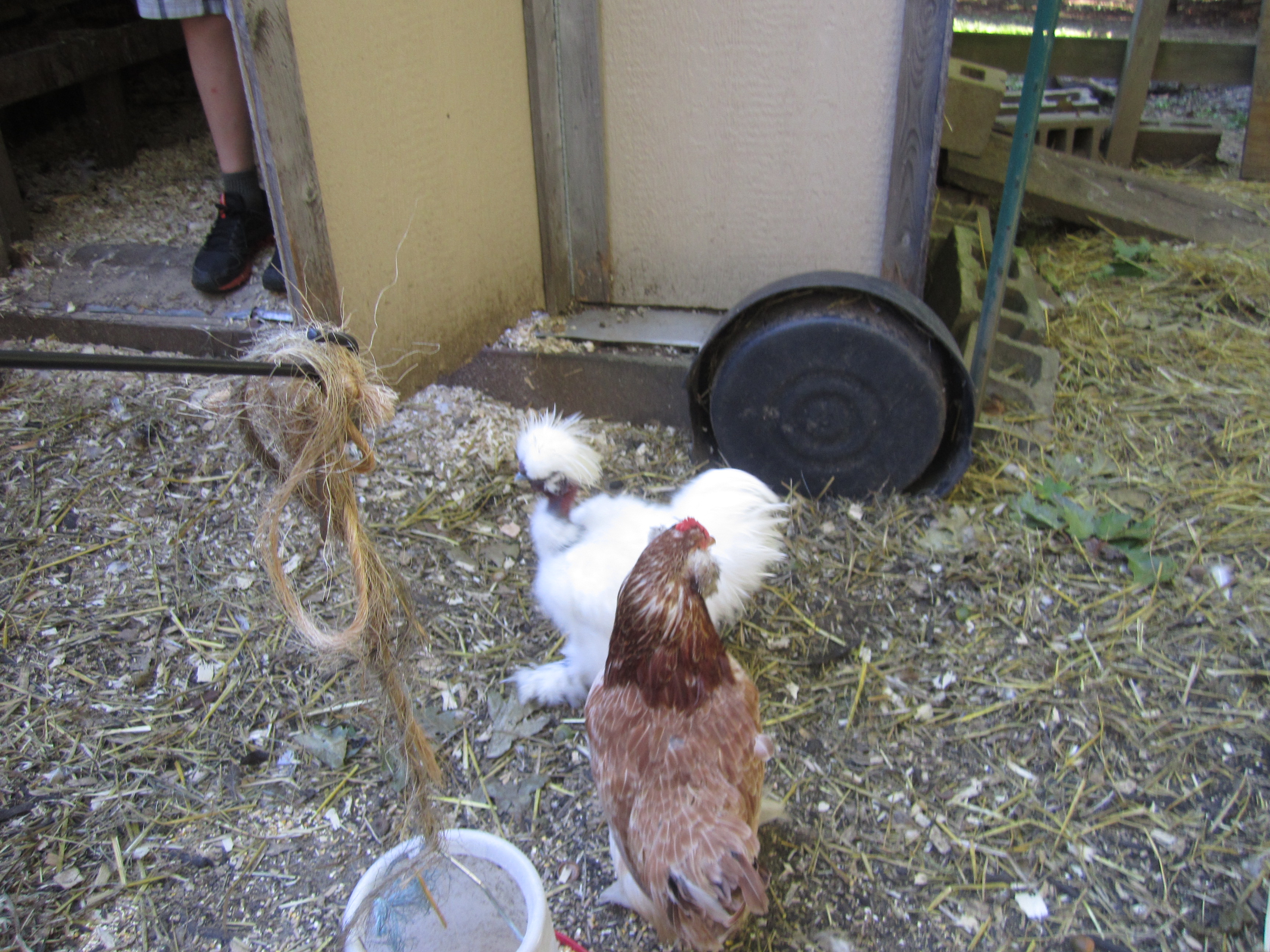 Here's my brother's rooster, Maurado, with his girlfriend, Beardo.