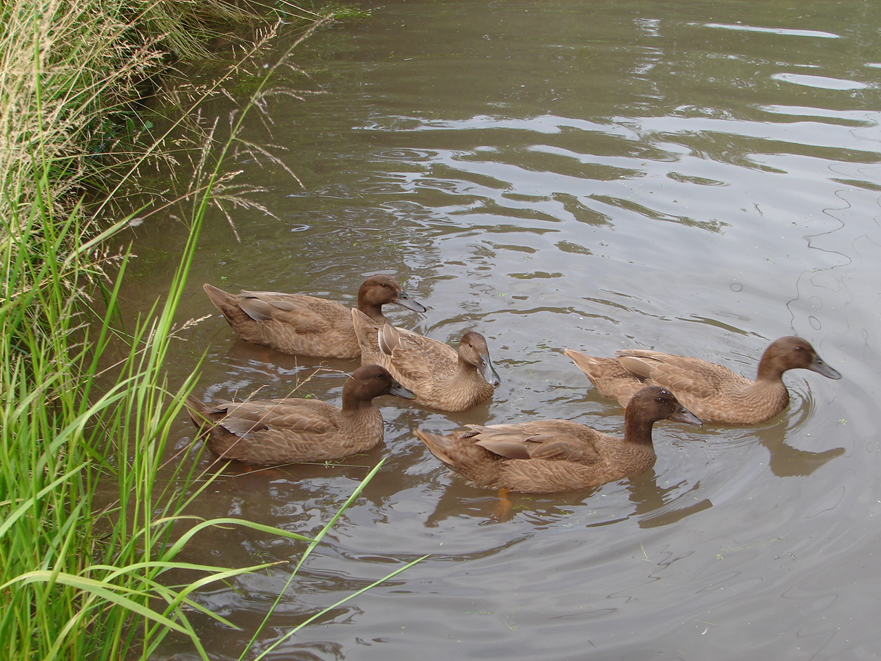 Here's my five girls on the pond yesterday.  Think I have almost as many photos of my ducks as I have of my grandkids!