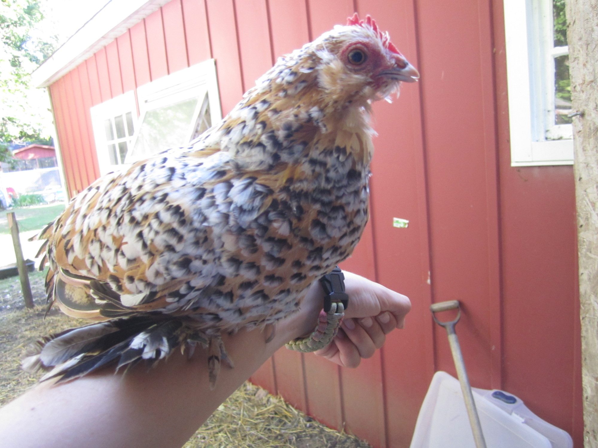 Here's my little Trin-Bit.