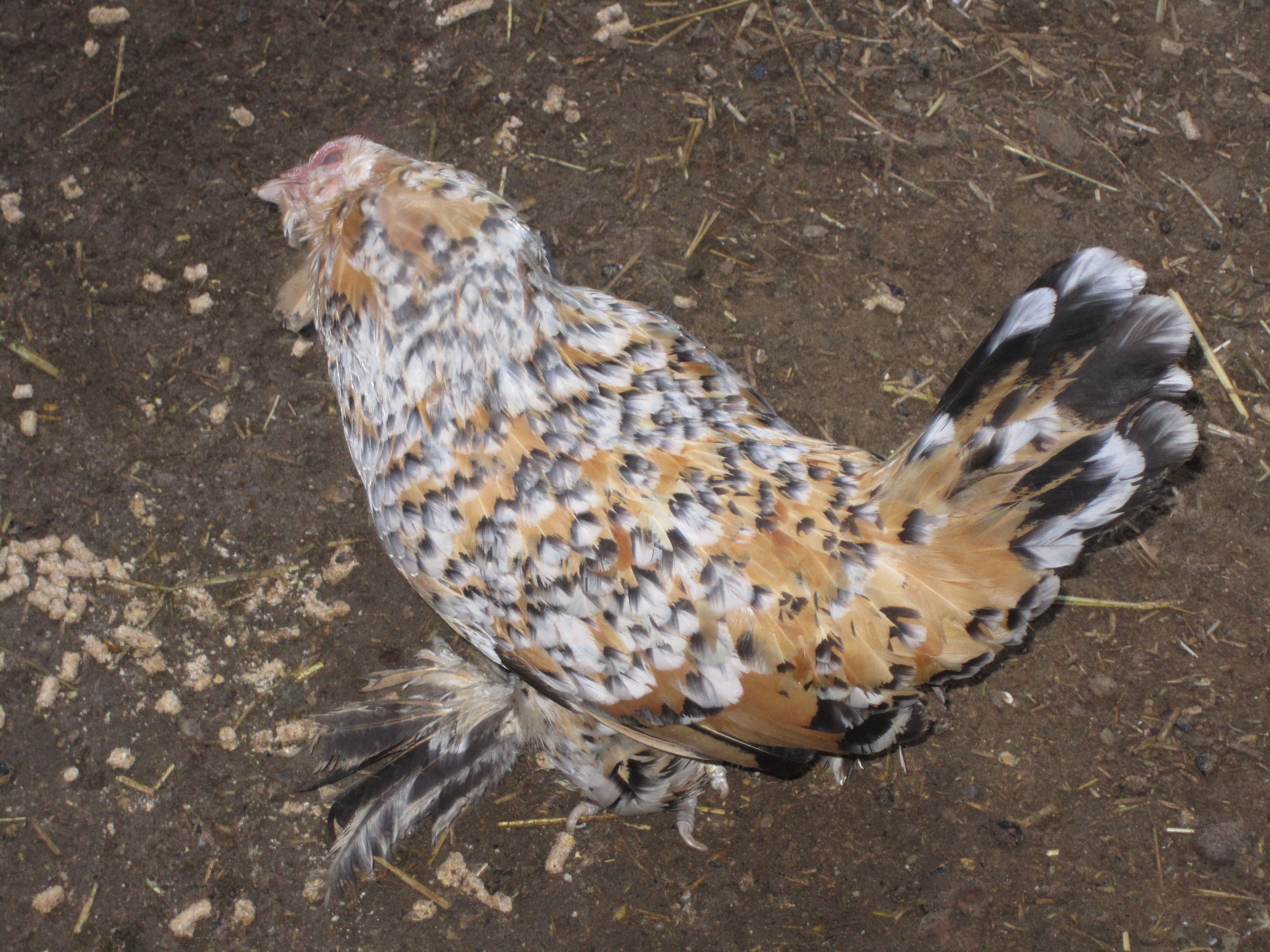 Here's my Millie Fleur D'Uccle, Trinity.