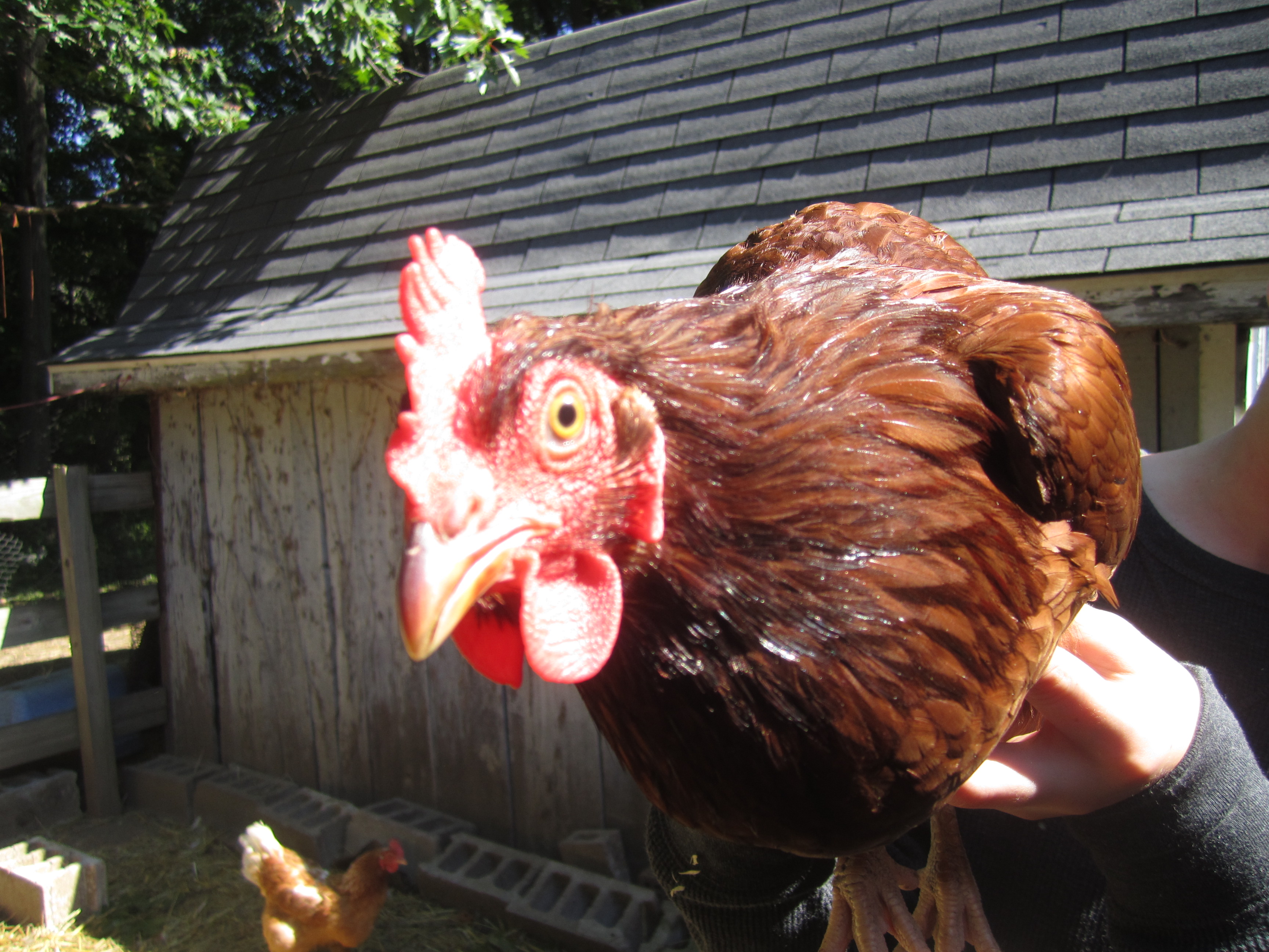 Here's one of my mom's chickens, Stix. Does anyone know what breed it is?
