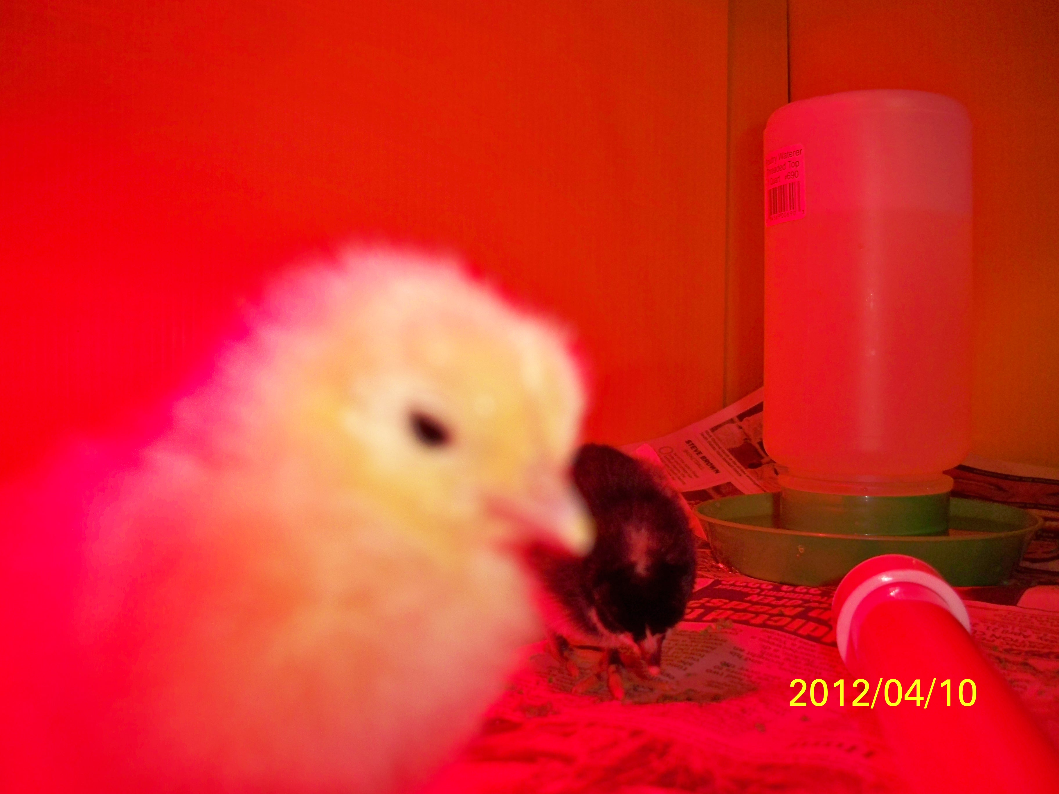 Here's one of our baby chicks...JUST ARRIVED TODAY
