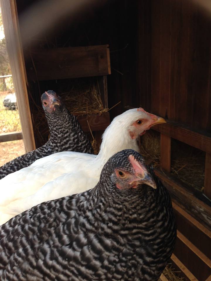 Here's our latest three: 2 Barred Rocks and a Delaware.  Names are forthcoming...