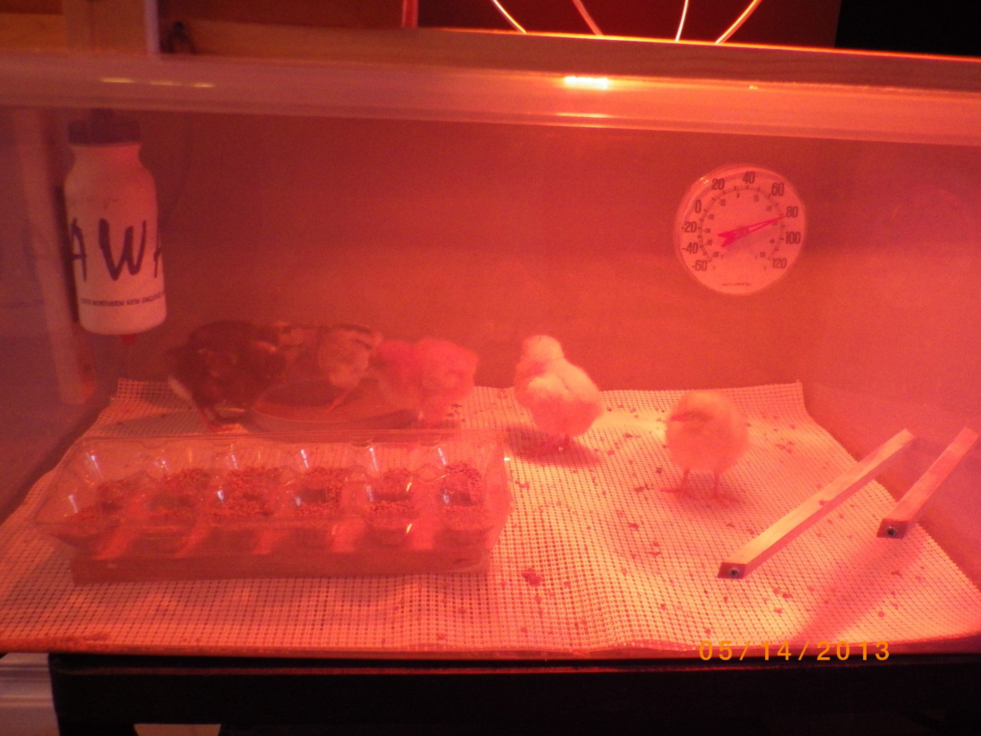 Here's the babies enjoying their brooder!!