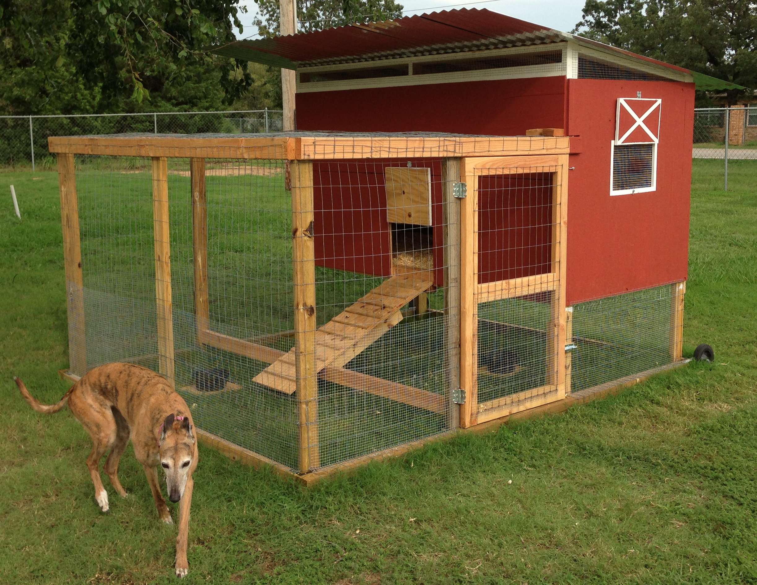 Here's the chicken tractor I adapted from the Kerr Center's (in Poteau, OK) chicken tractor.  Our 9 year old wanted it to look like a barn, so we painted it like that.