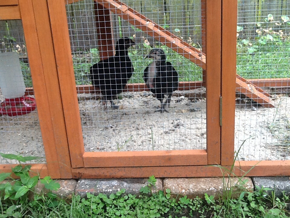 Here's the new arrivals, a couple of two month old Mottled English Orpingtons . Our first backyard family.