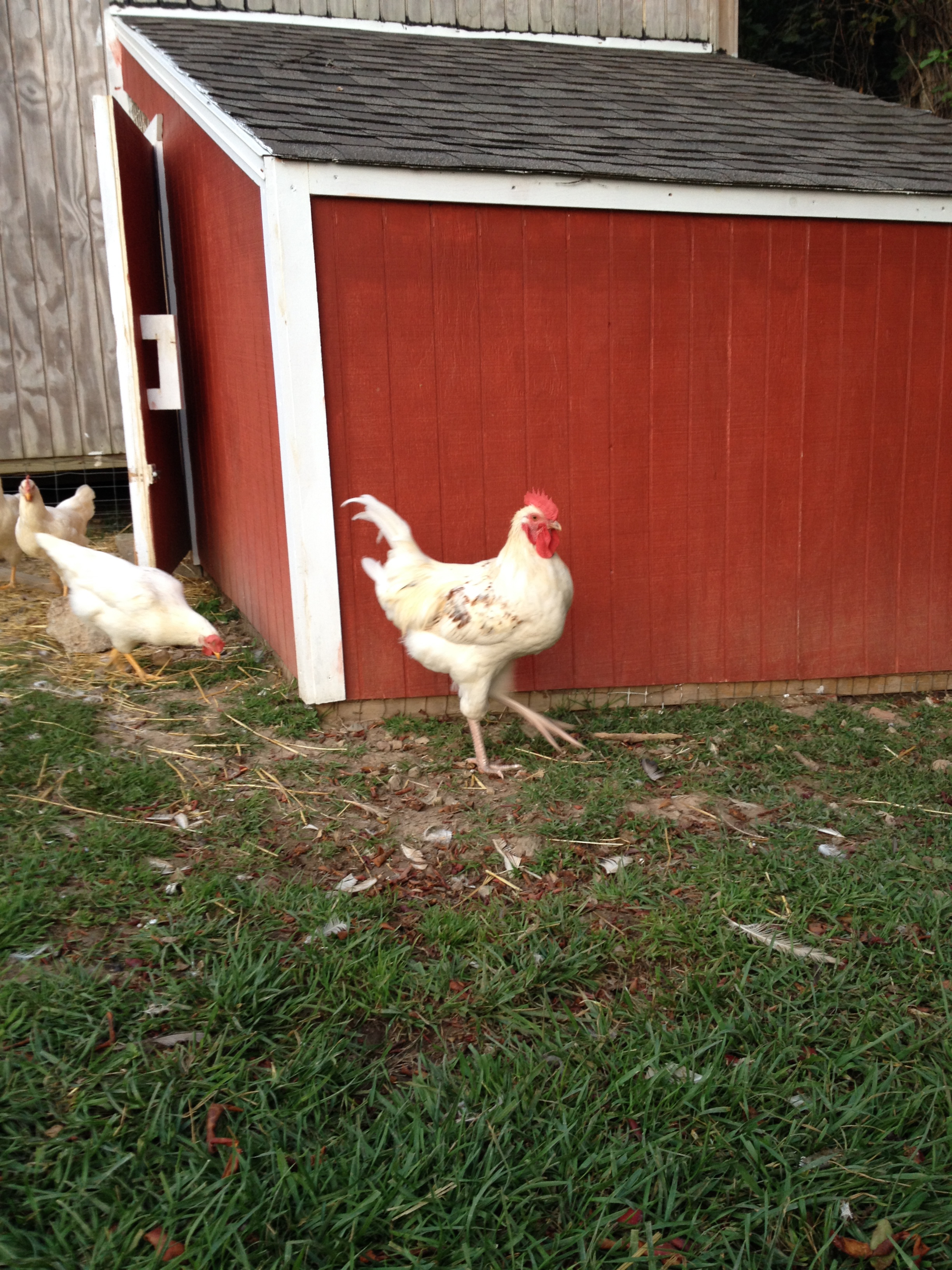 Here's the outside after we finished painting it.  Next spring we're going to paint the shed the same color scheme as the coop.