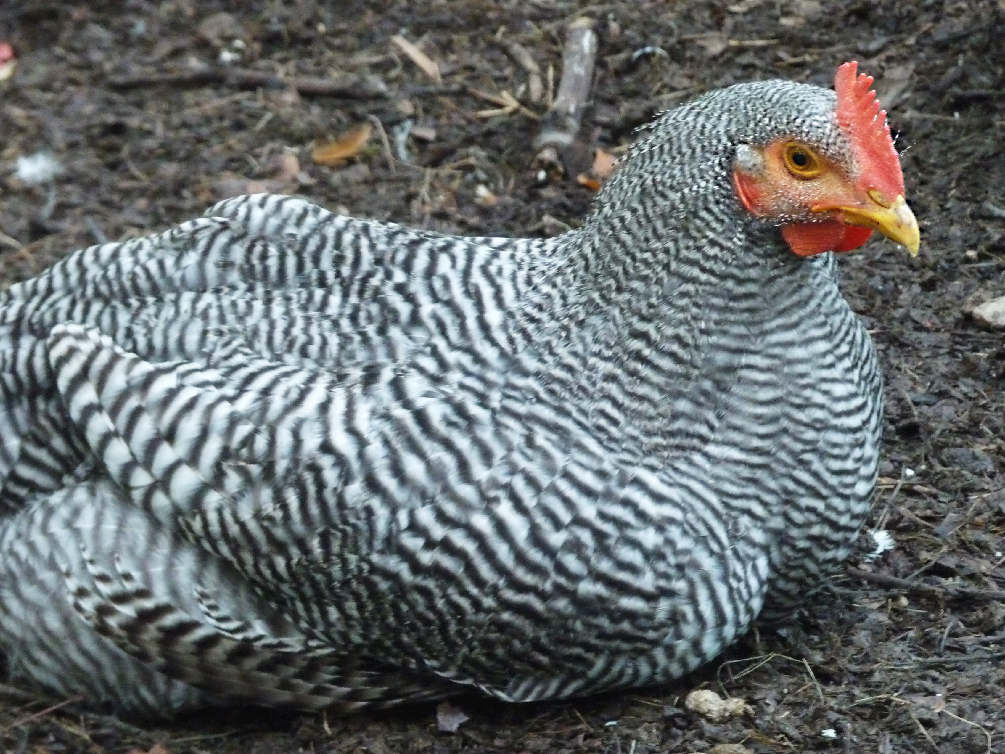 Heritage Barred Rock cockerel.