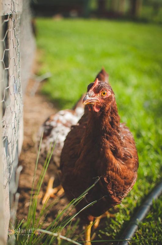 Heritage-line Rhode Island Red cockerel (Spangled Russian Orloff pullet in the background)