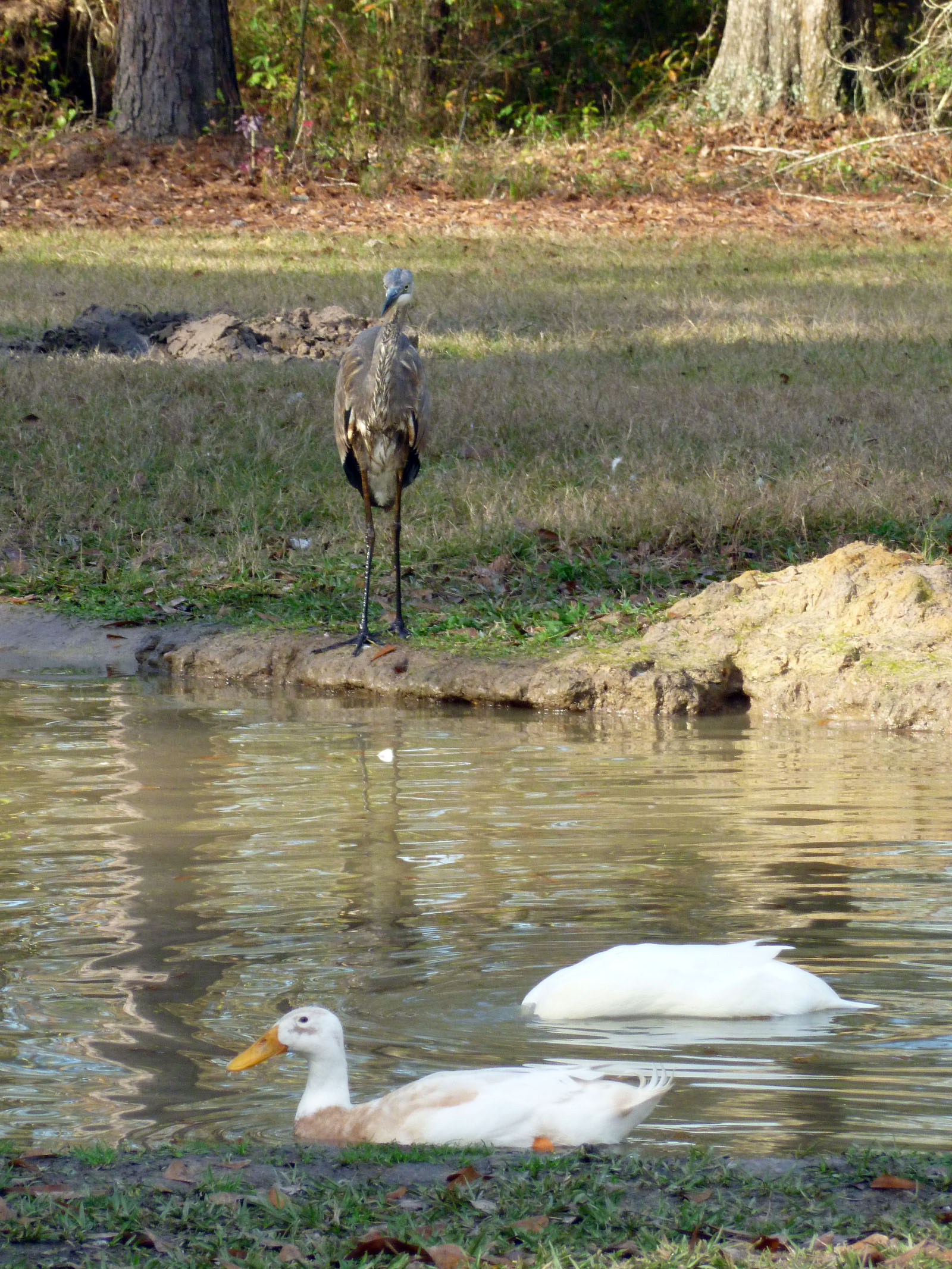 Heron visitor.