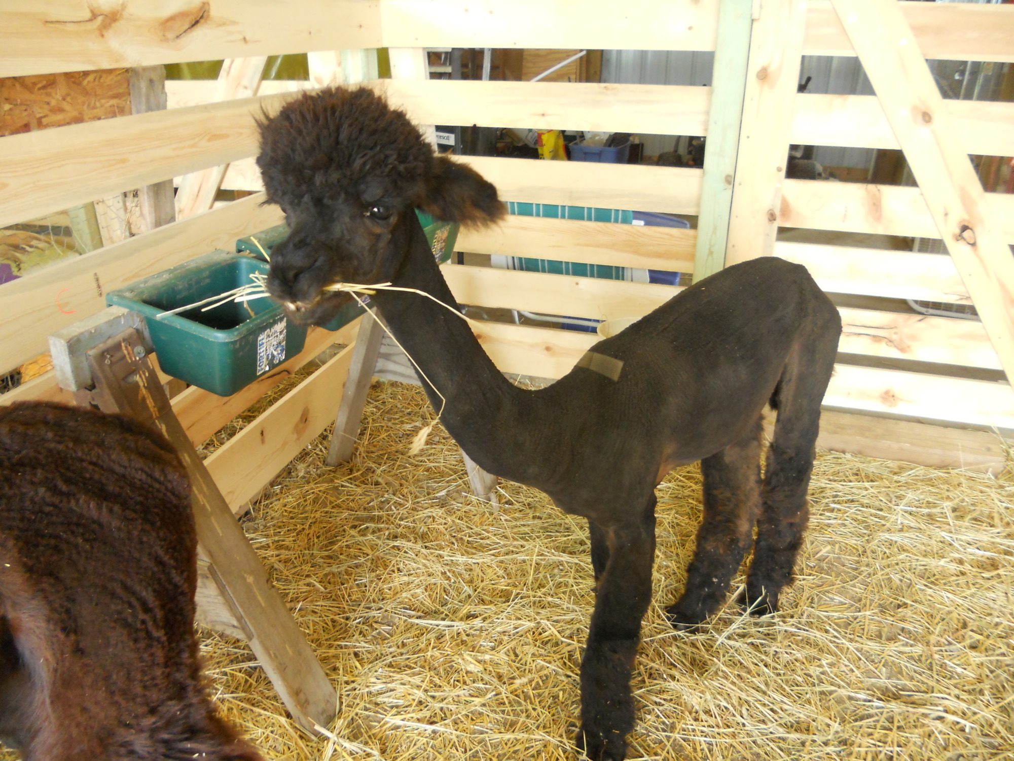 Hershey after being sheared -- love the poofy hairdo!