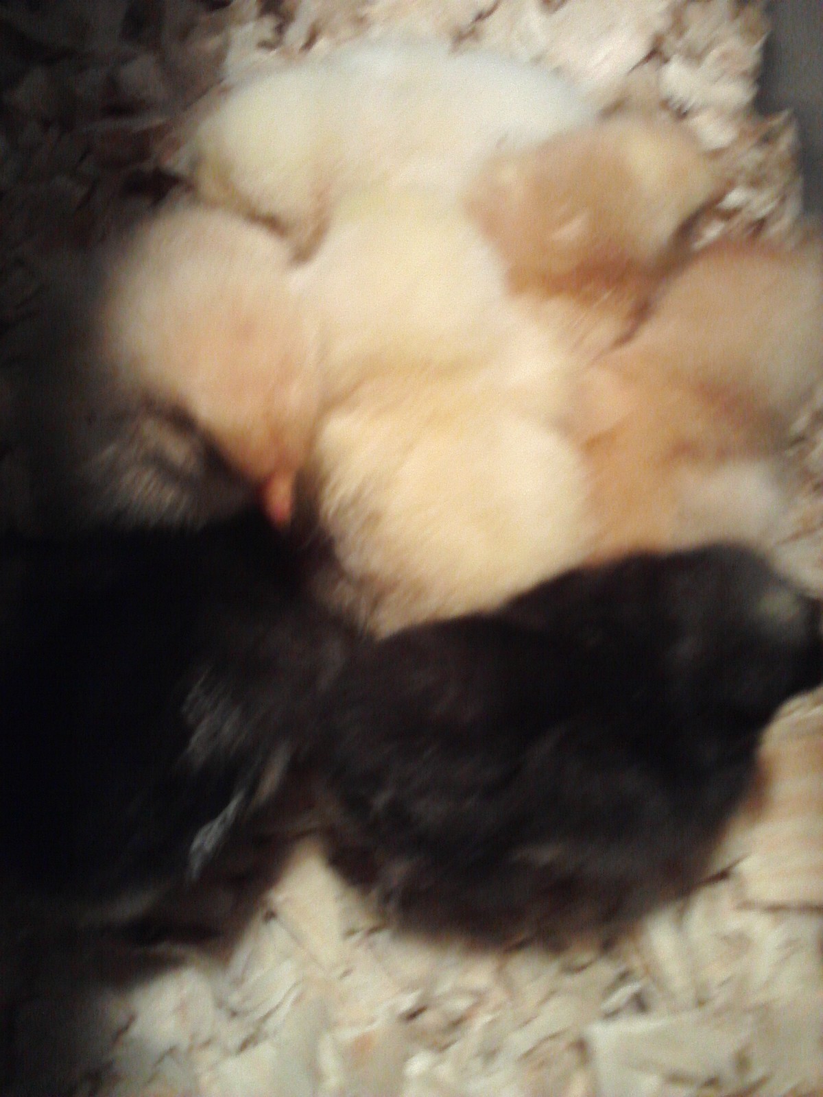 Hershey, coco, frizzle, dizzel, starlet, rocket.and goldy