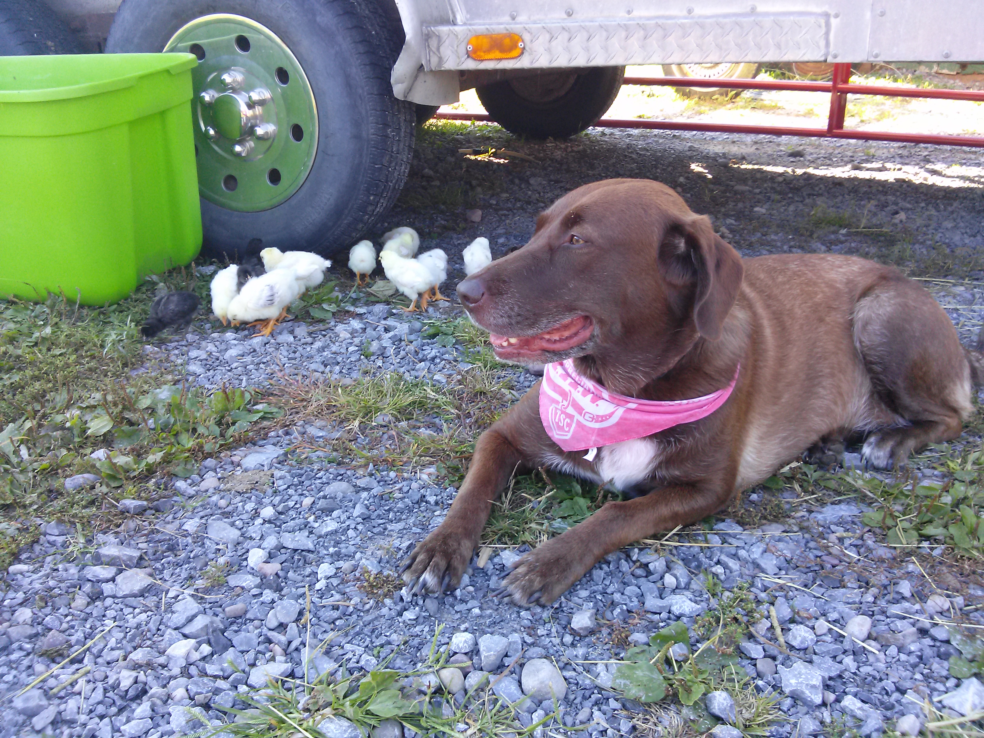 Hershey guarding the babies