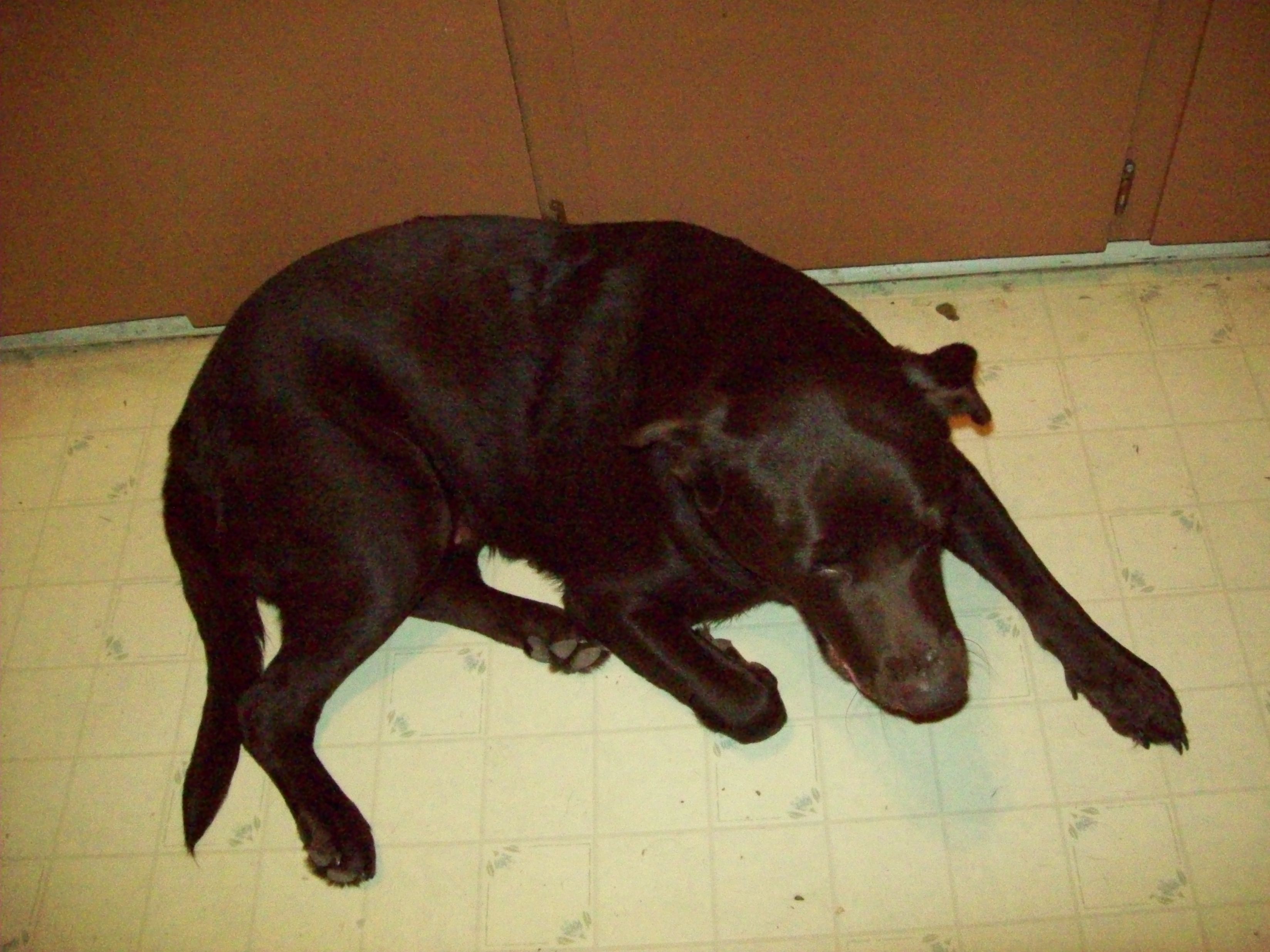 Hershey she was a runt of a litter of puppies we found under our house 4 years ago. We kept her. She is lucky to be alive someone meanly let her out of the fenced in yard and she got hit by a car. Almost lost her but now could never tell she was ever hit. I thank God He allowed her to stay with us. Love her to death.