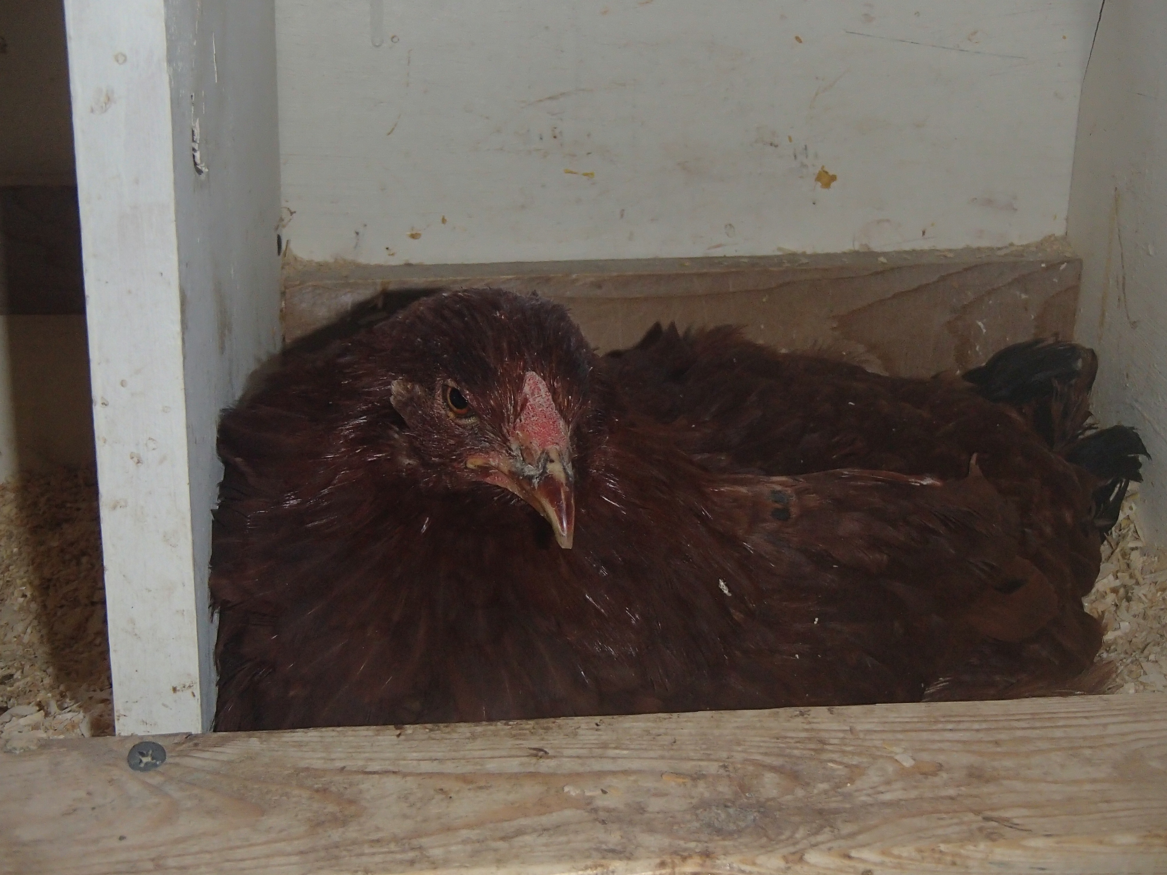 Hershey sitting in a nest box.