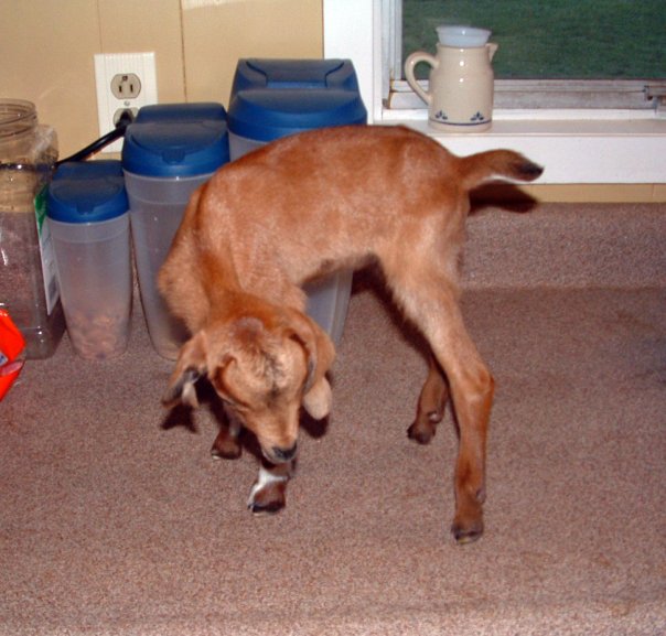 Hershey when she was a kid. Her mother never got milk so I bottle fed her from day one till weaning. She still doesn't believe she is a goat. :)