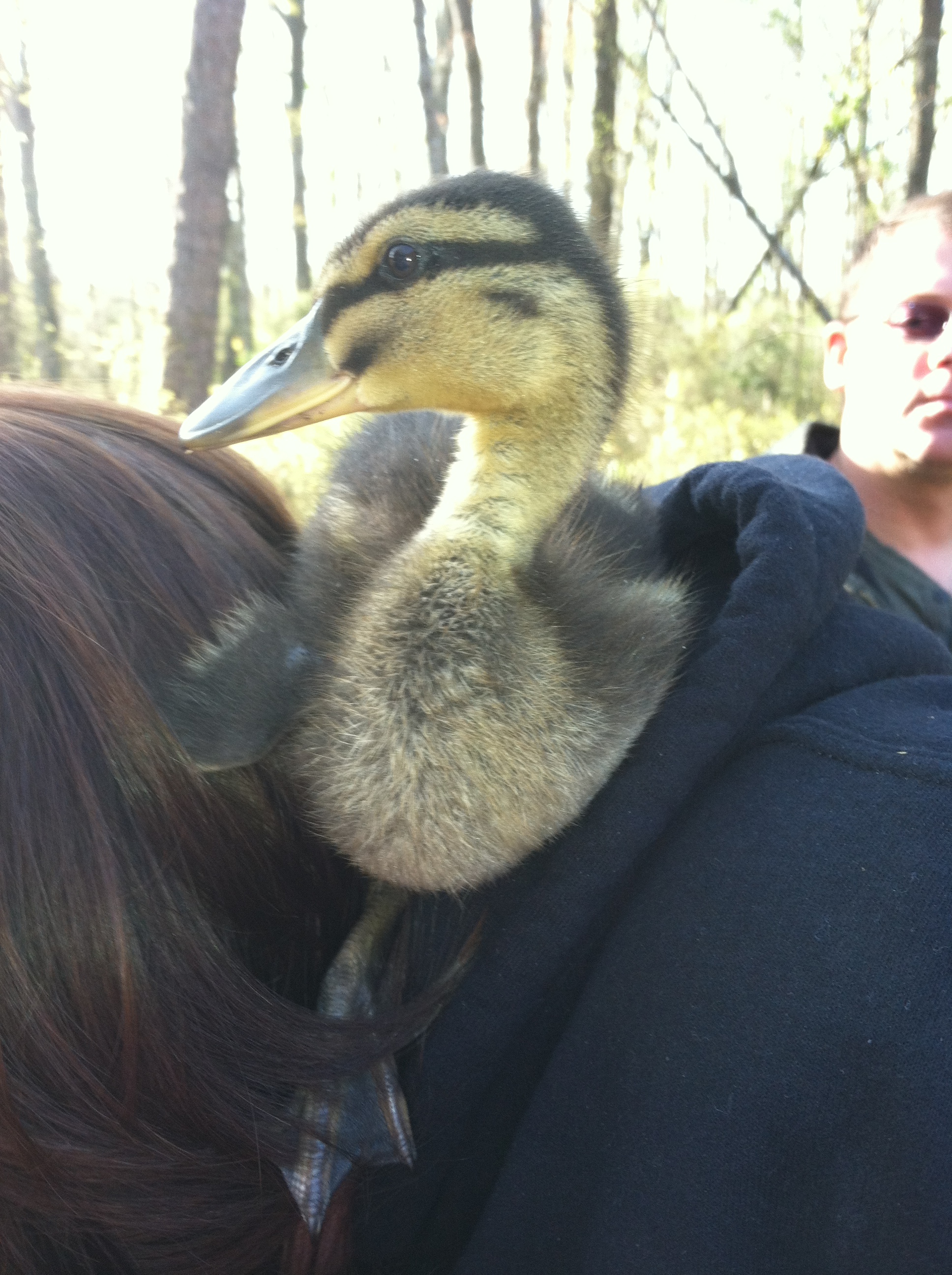 He's getting a little too big to be nesting here.