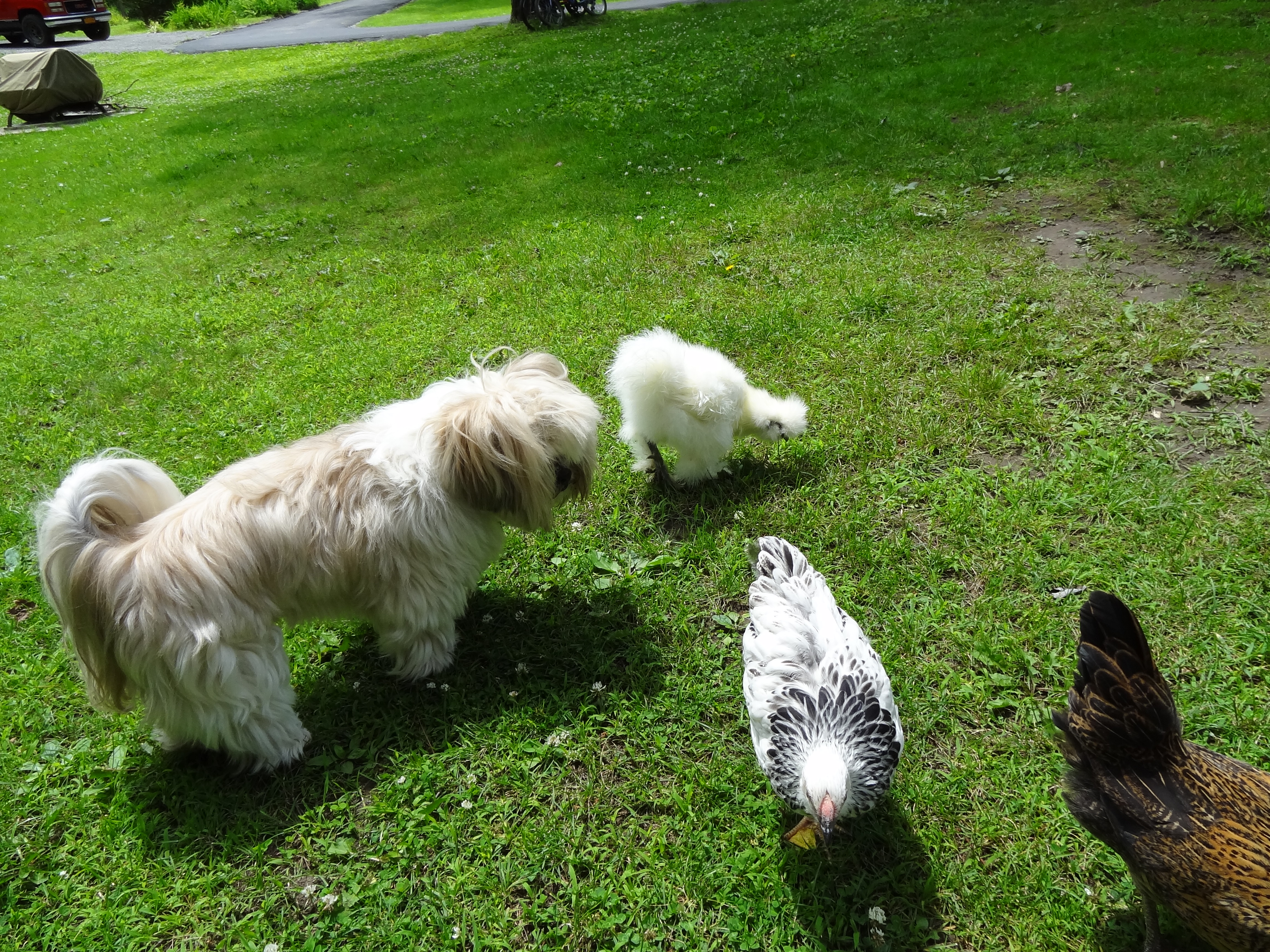 He's such a good Chicken Dog!!!