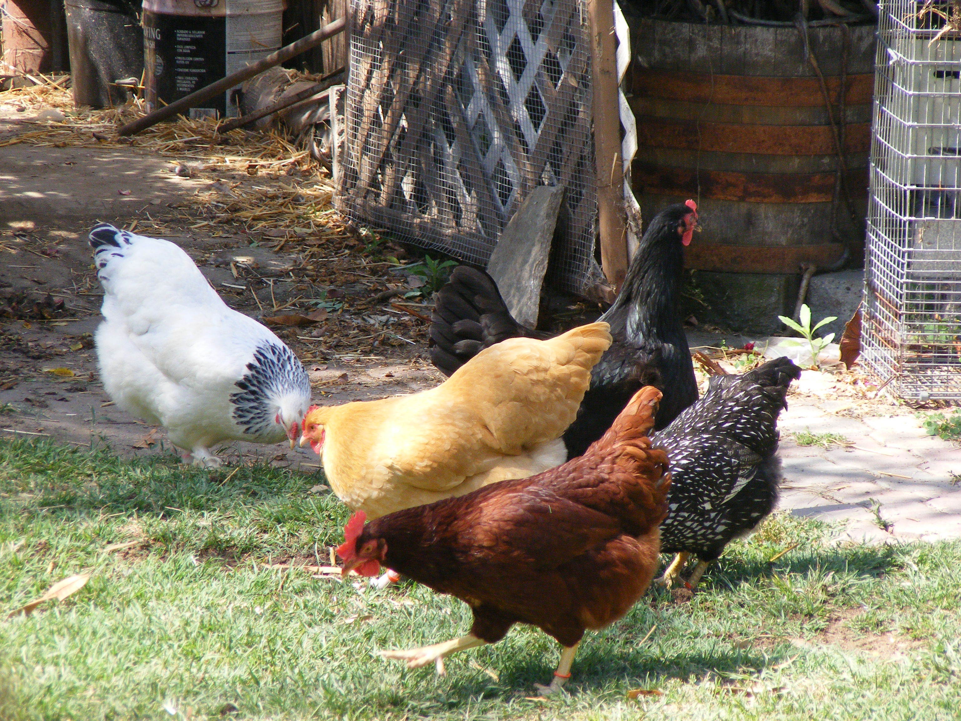Hey gals, someone left the gate open!