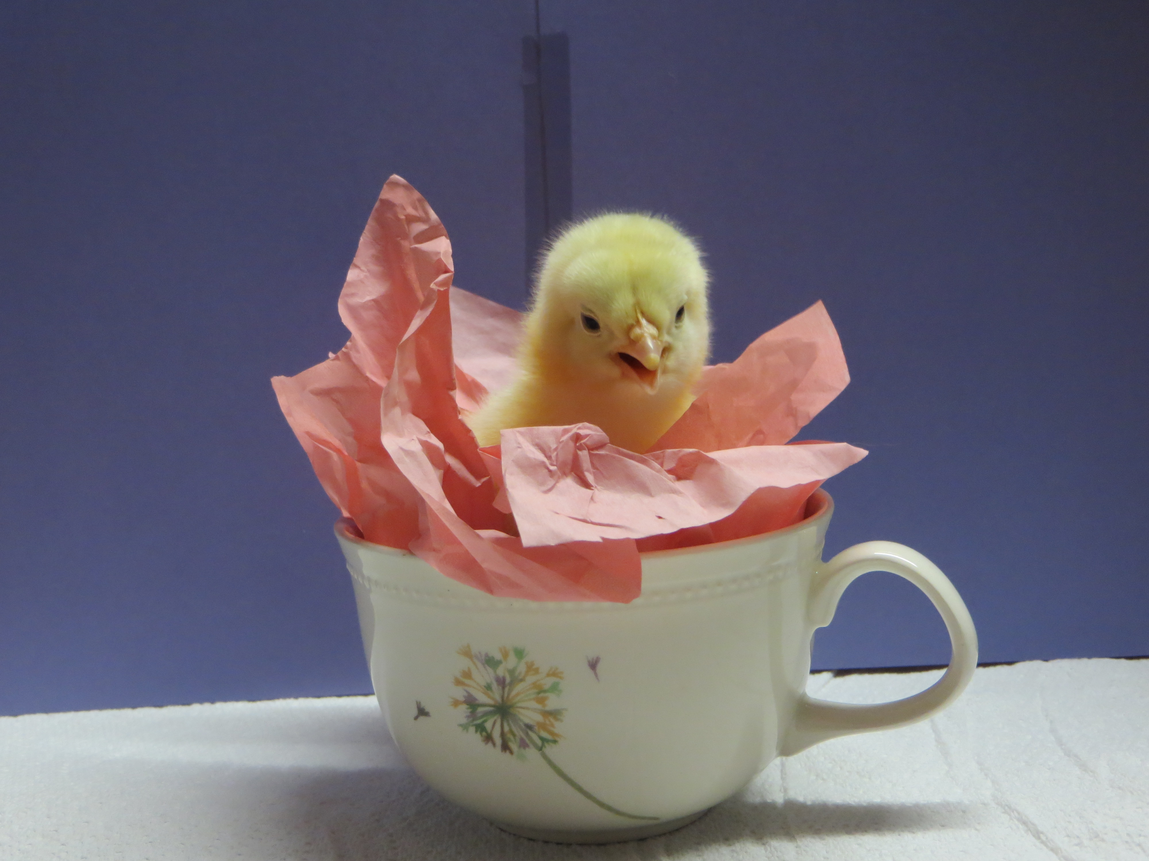 "Hey! Get me outta here!"