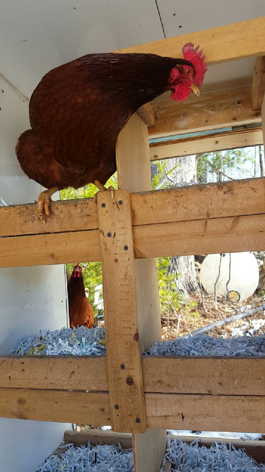 Hey hey you yeah you up there watchya looking at!!