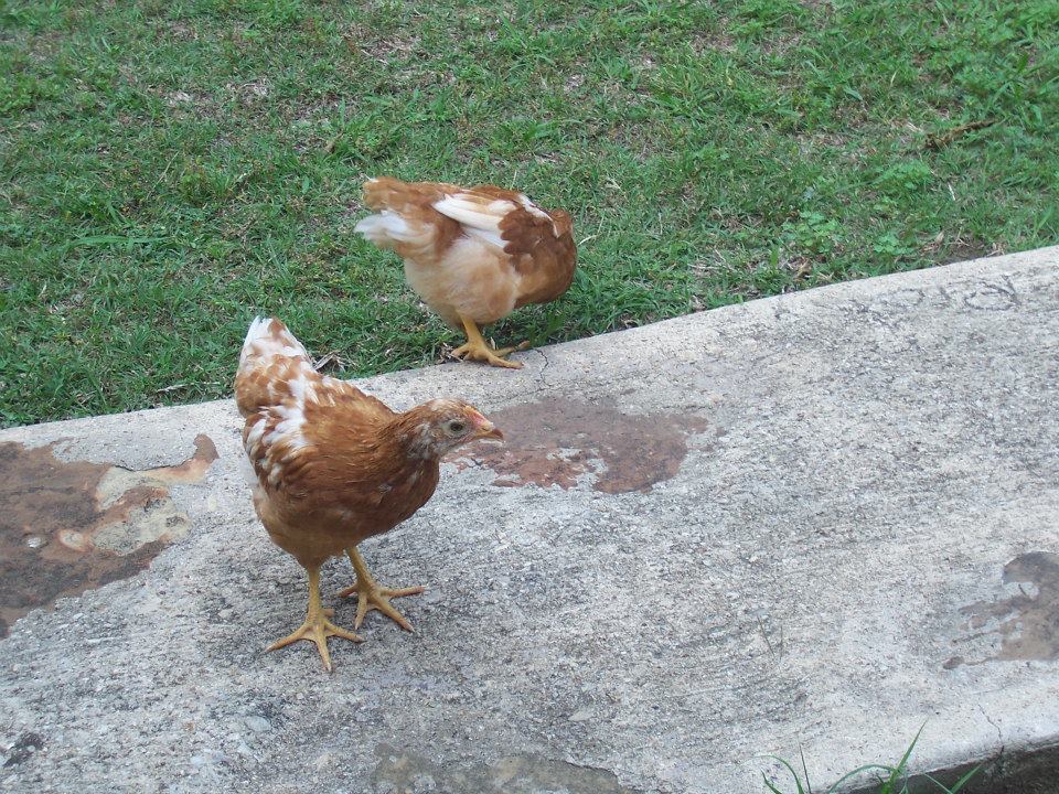 " Hey Ma, do you have any worms for me!?"