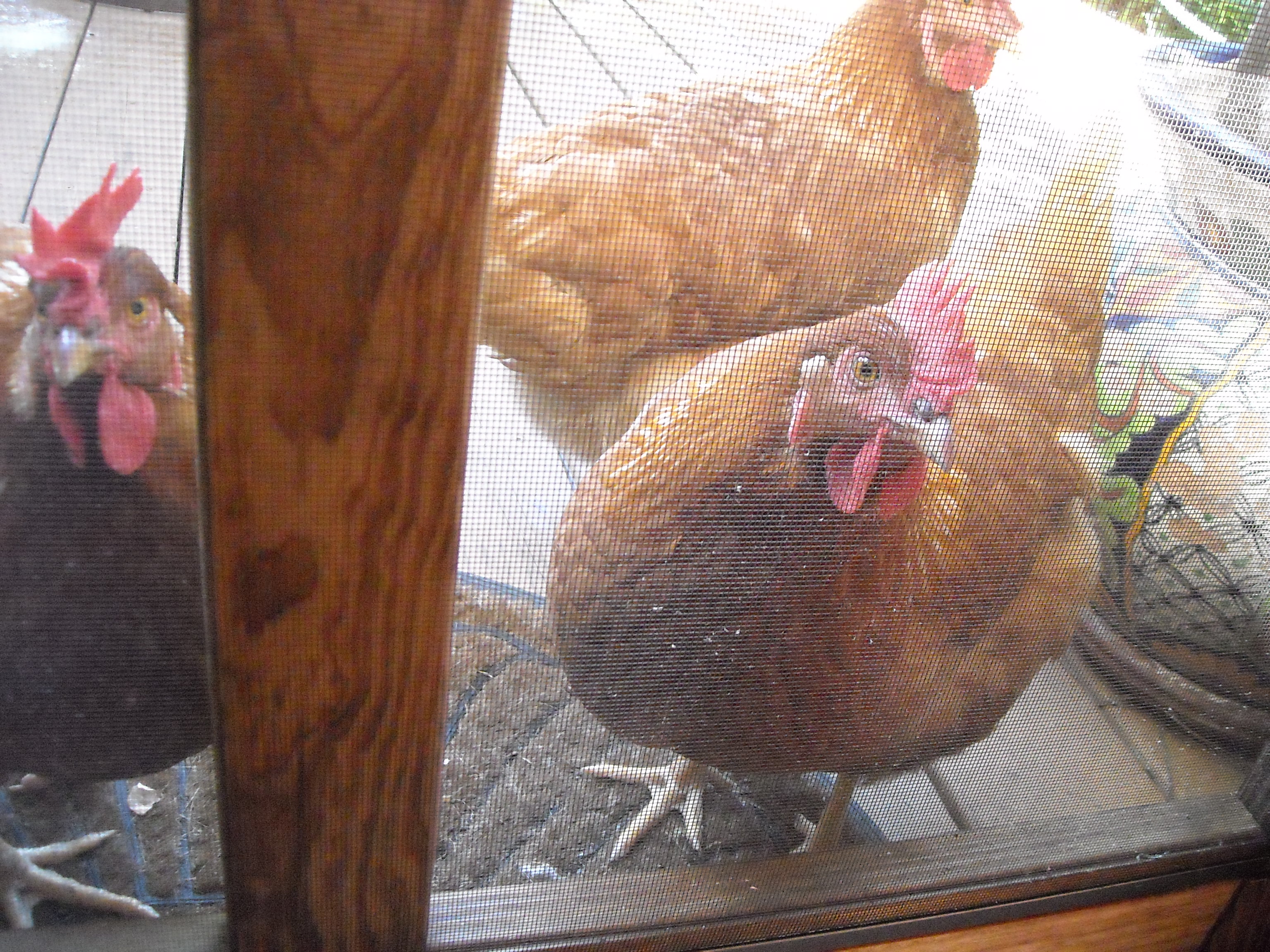 Hey, ma, yo, what's up, uh, there's a door here preventing us from free ranging in the house.