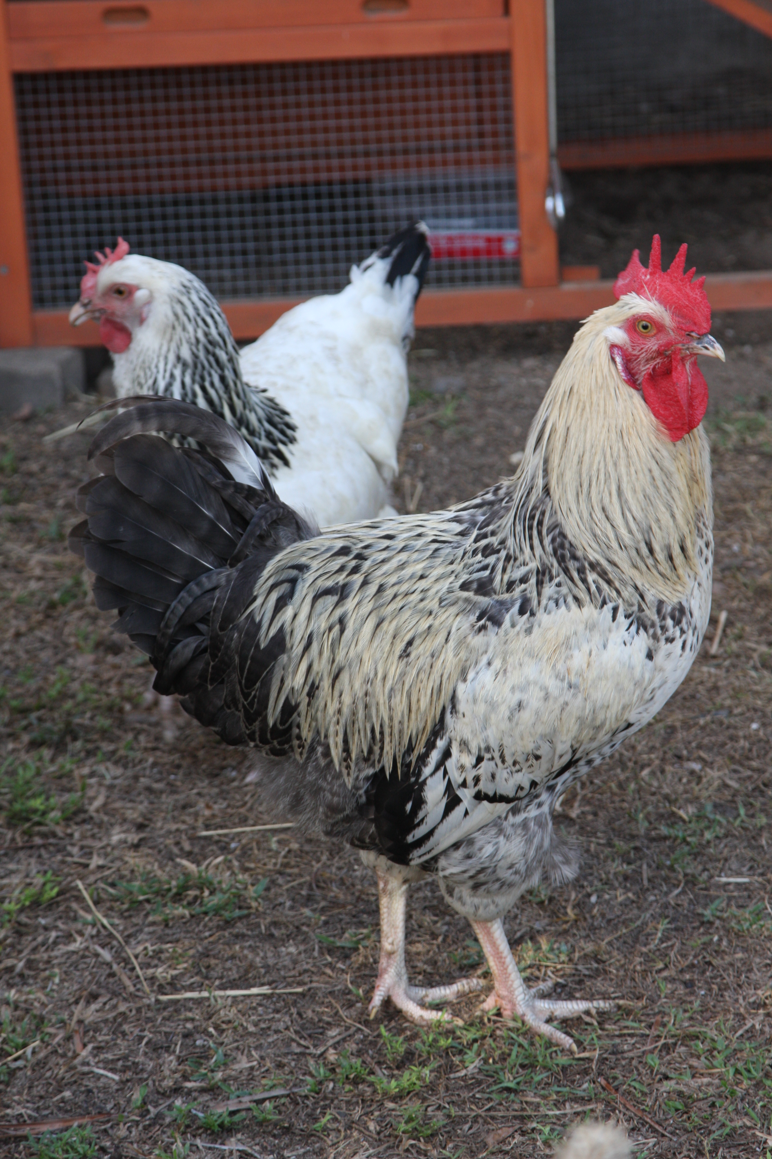 Hey spunky rooster.