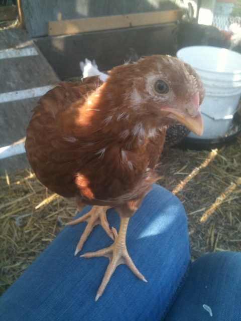 Hey what is that thing in your hand mom?   Golden sexlink chick  when I sit in the pen she will jump right up onto my lap.