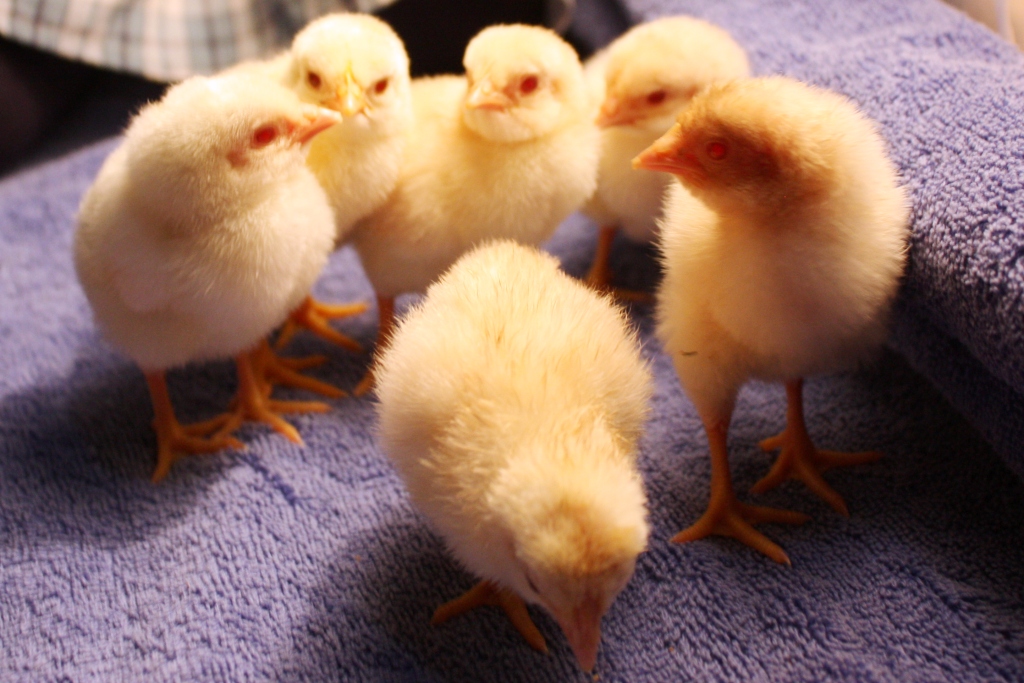 hi all, I am wondering what the statistics are of having a large number of albino chicks hatch in one clutch?   I am presuming this is pretty rare.  We set 27 eggs and have hatched 6 albinos and a few incomplete albino chicks.  
albinos2 sm.jpg

The father is a mixed breed which has been selected for good egg production, while the hen is an auracana cross.  This all happened this week and this afternoon I had an interview with a reporter from the local paper.

i have no idea if this is rare or pretty common as I am new to chookworld. :)