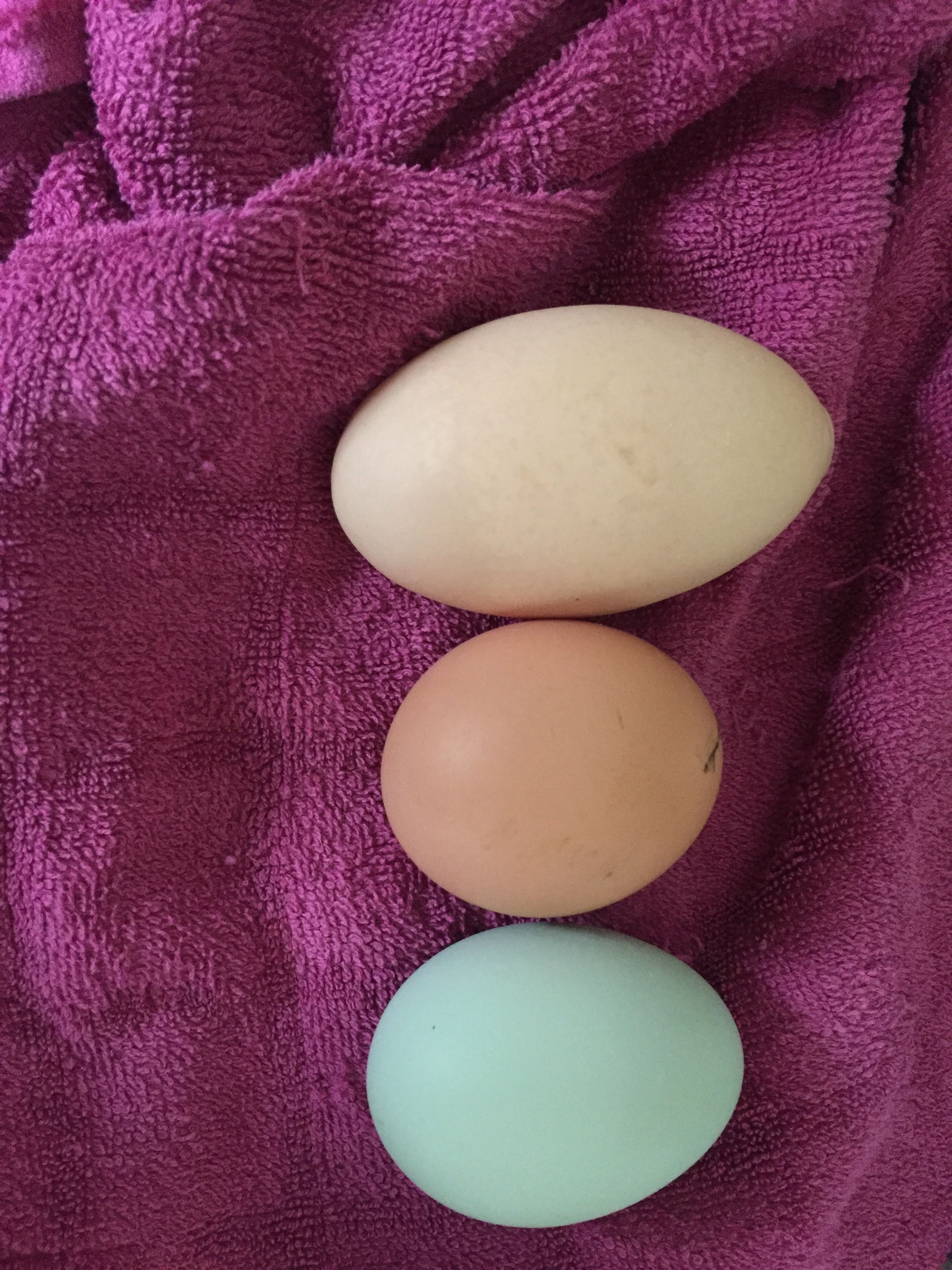 hi all
        these are three of the eggs laid today 17 01 2016
 blue one cream legbar  middle light sussex
  one at the top no idea but it must have hurt