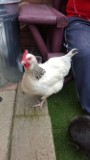 hi all
         this is meg my light sussex she is now p o l and is laying 
well her eggs are a bit small but are getting bigger i think she
will be a good layer shes top girl but she gets on well with the 
other six