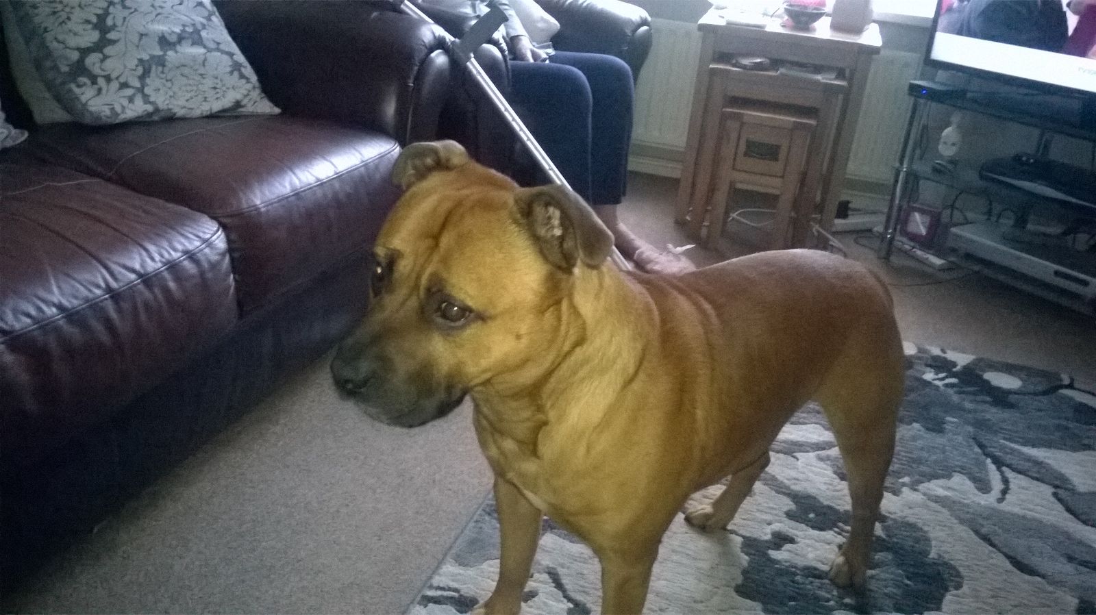 hi all
          this is my best mate george my staffy he always looks sad
    he is 5 stone and as you can see none of it is fat he loves 
every one he plays for hours with the kids in our street but i am
afraid one day he will lick some one to death
                                                                                    good luck