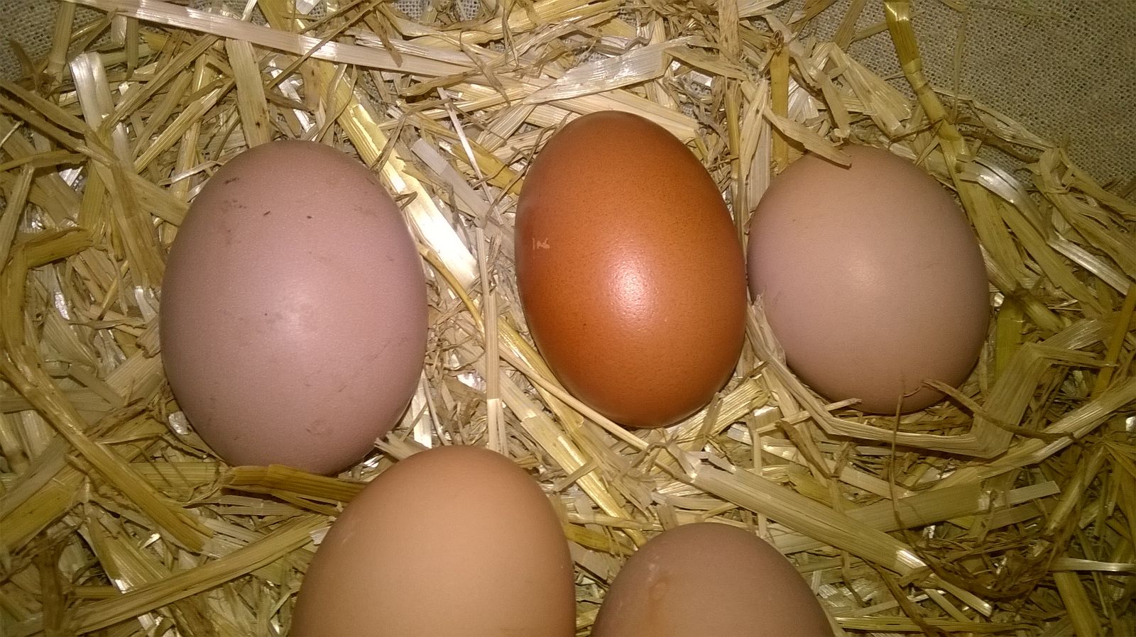 hi everyone
                     this dark egg is the first from gertrude my copper
black maran  the round one is lulus my rhode island red
the others are from meg my light sussex and hattie my silver
sussex made up 
                                        good luck