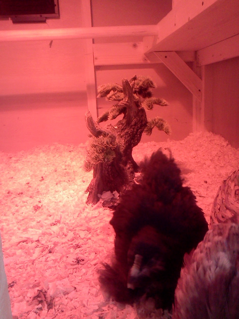 Hi Foxxy Boots!!!  She's shy, but gets close to take a peek outside the Chicken door.