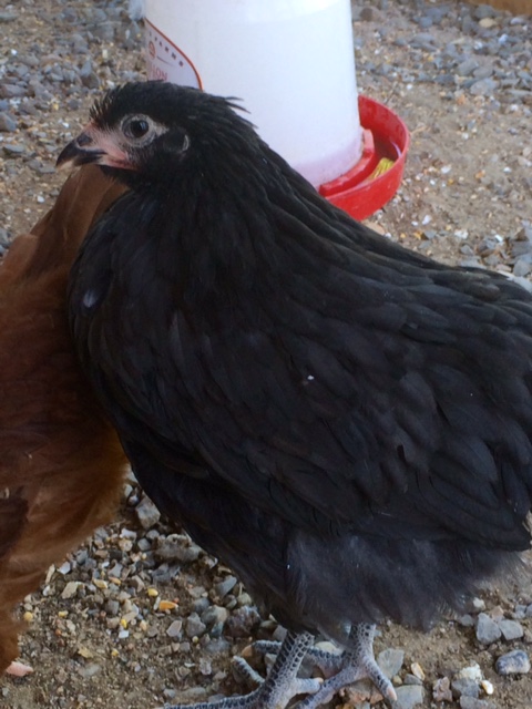 Hi, my name is Miss Bertha!  I am an Australorp and I'm only 8 weeks old