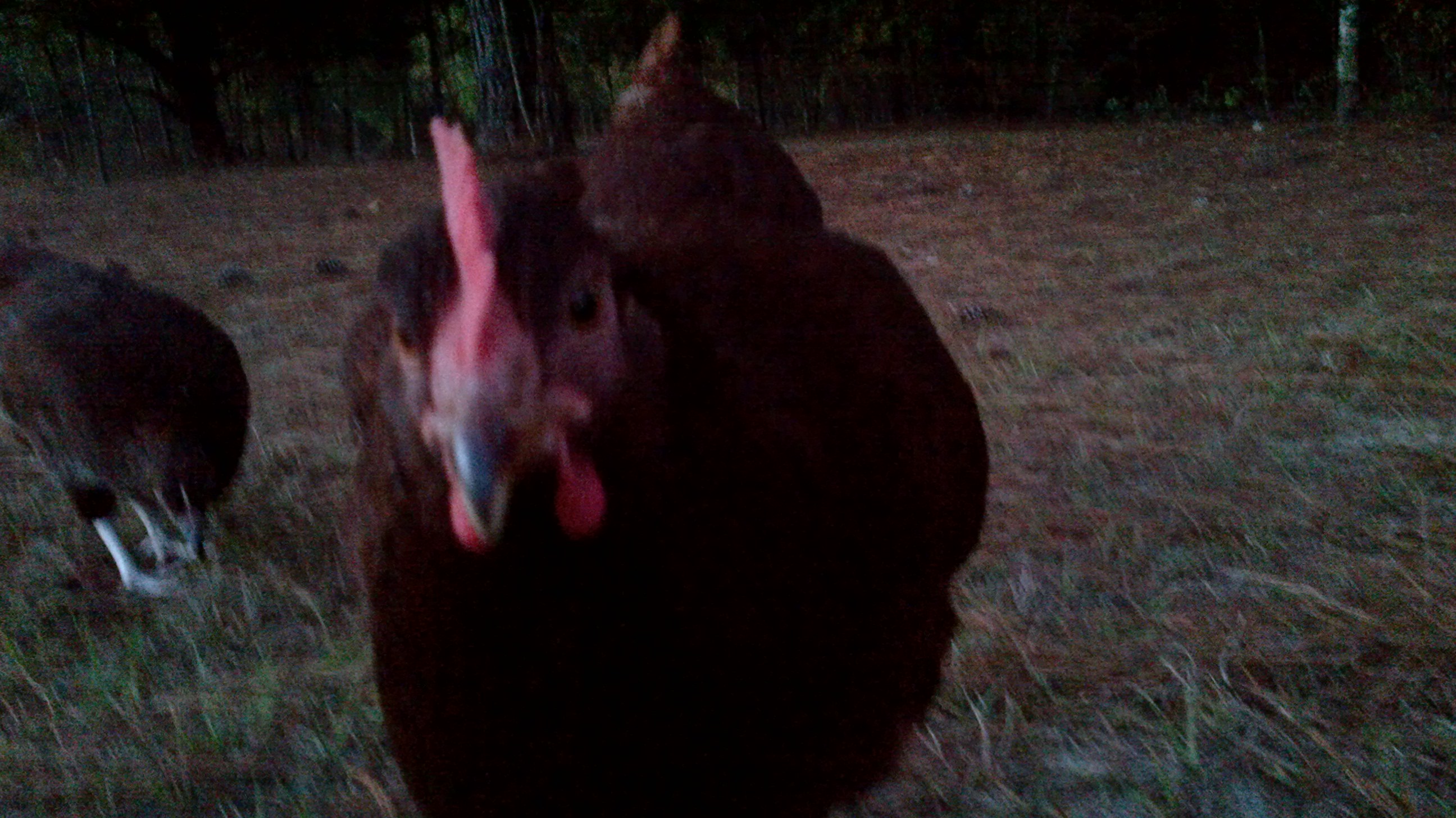 Hi my name is Sassy!