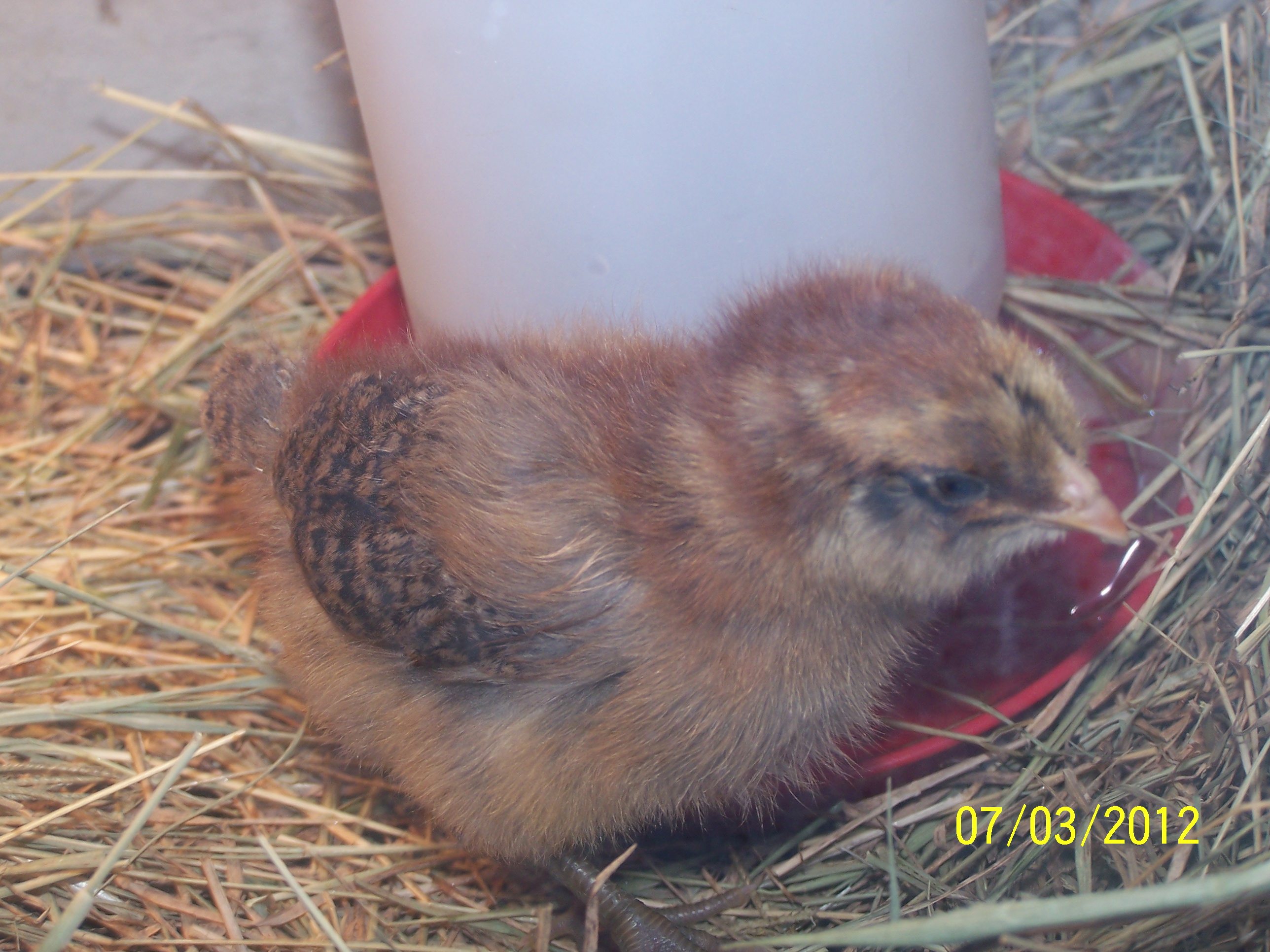 Hi PB for paint brush i like you you turned out to be one really nice yicken chicken